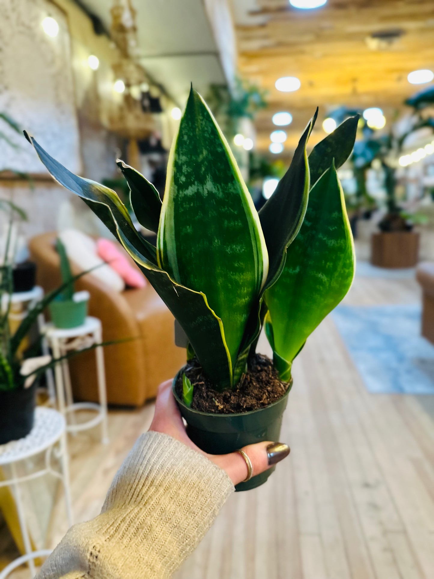 4" Fabi Snake Plant