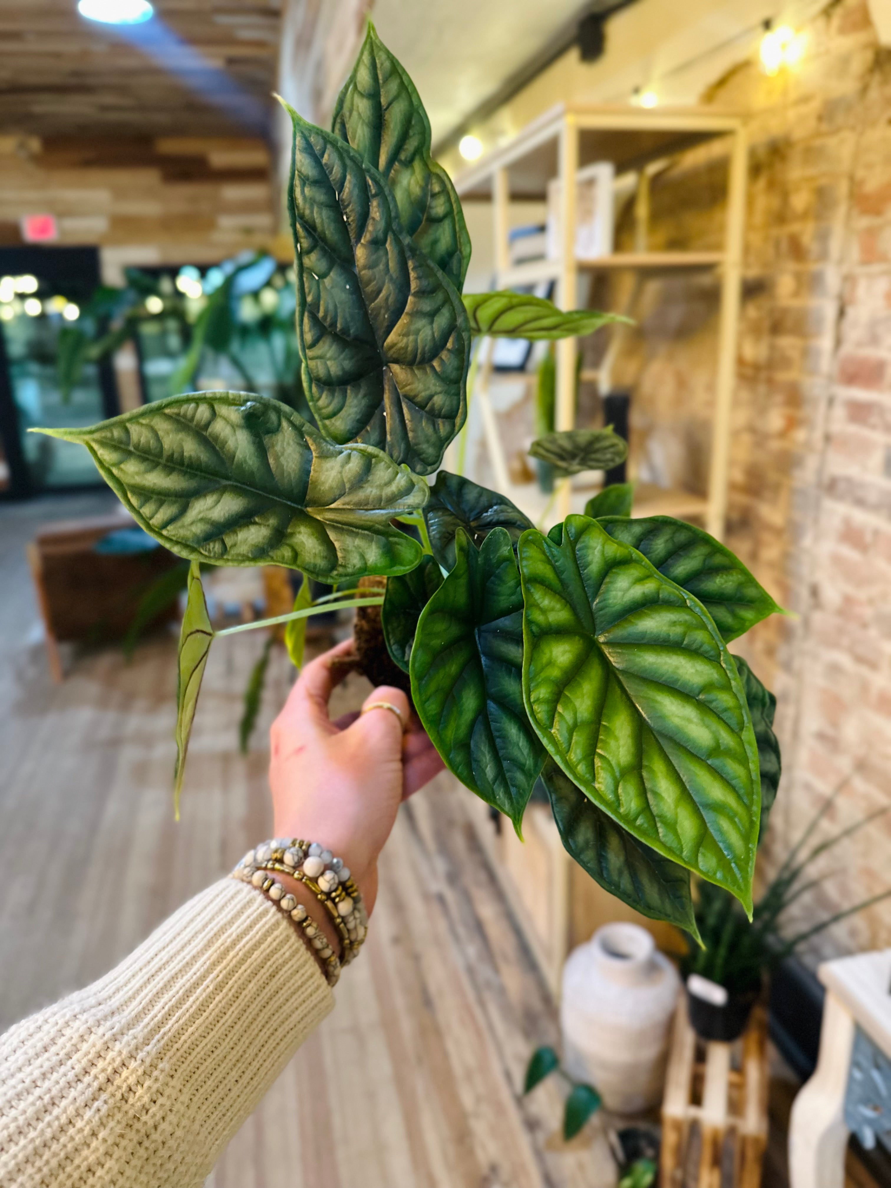 Alocasia 'Dragon Scale' – Textured Jewel Aroid 【数量限定】希少