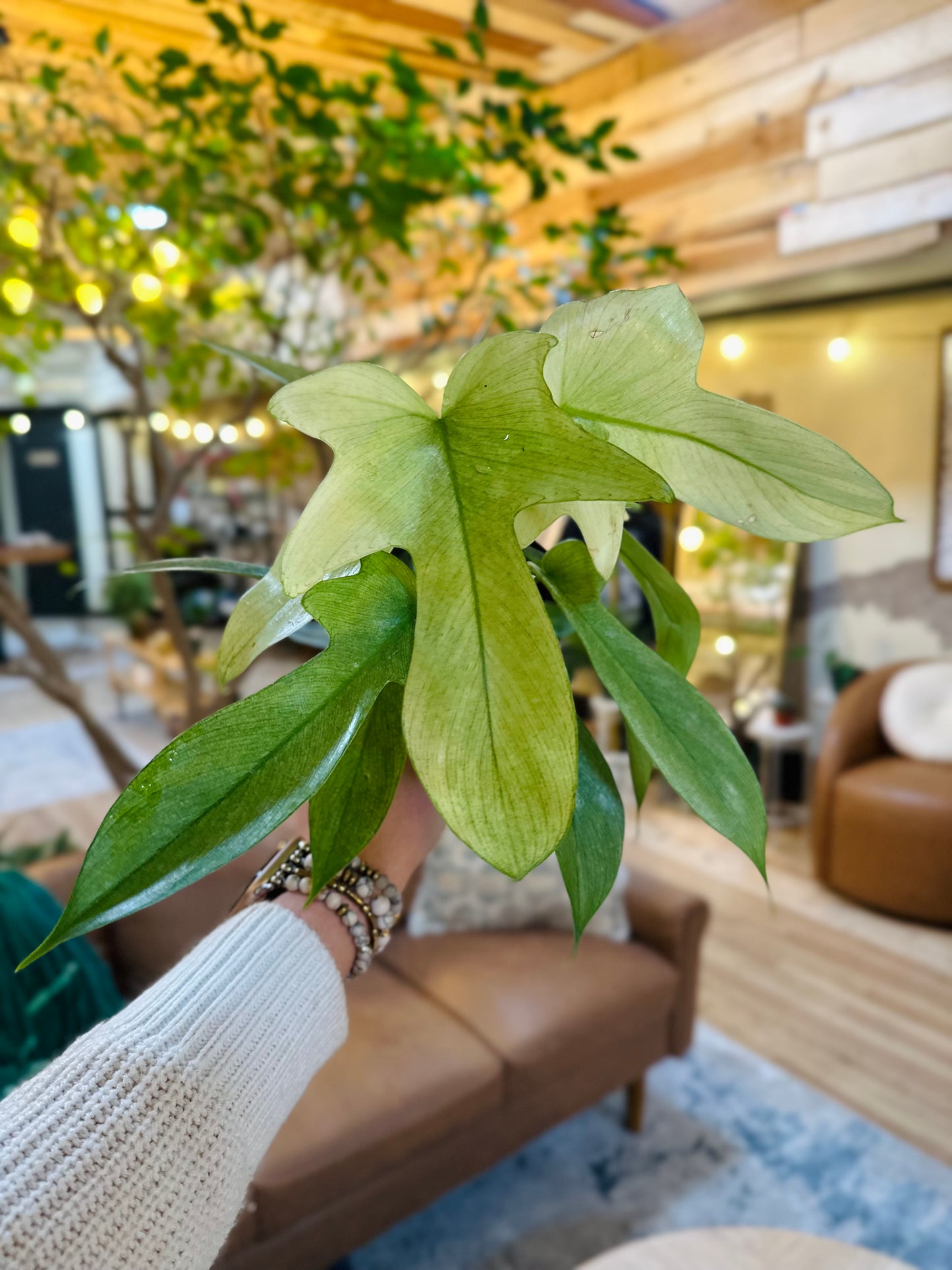 4" Philodendron Florida Ghost