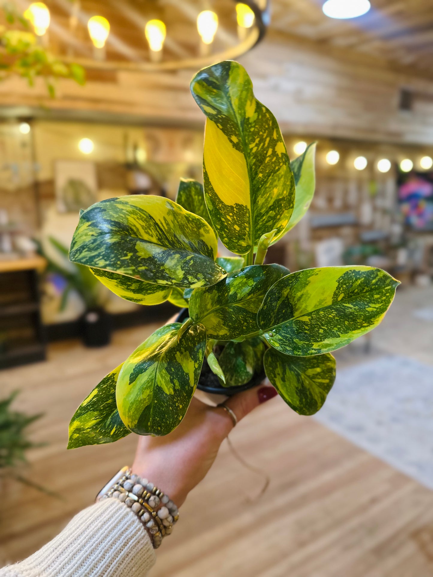 4" Philodendron Congo Nuclear