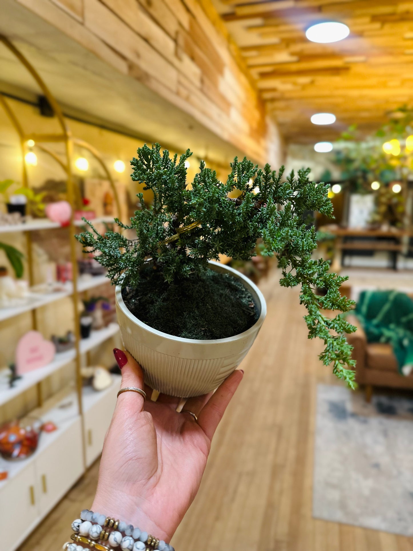 6" Juniper Bonsai