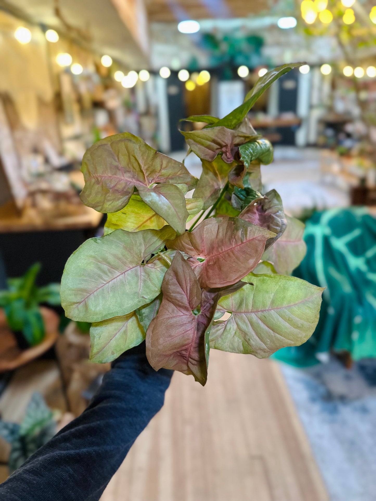 4" Syngonium Pink Perfection