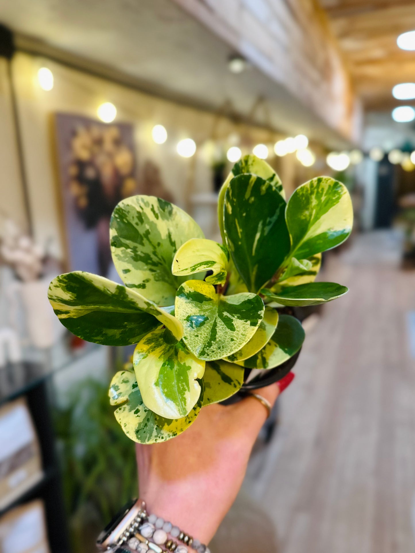 4" Peperomia Marble