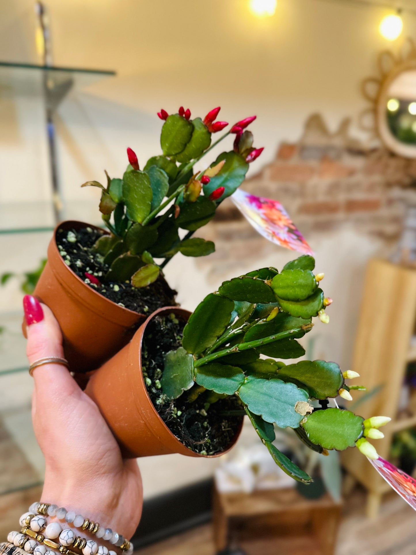 4" Holiday Cactus