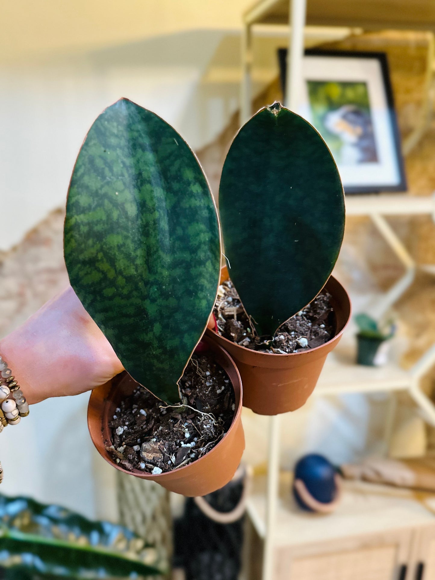 4" Whale Fin Snake Plant