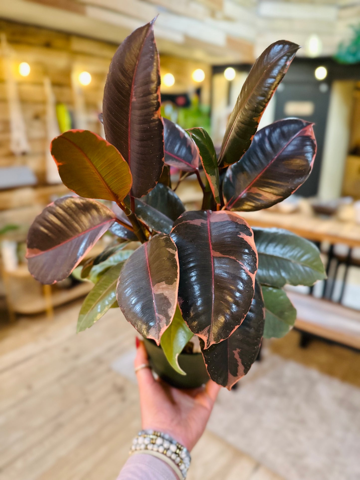 6" Ficus Ruby