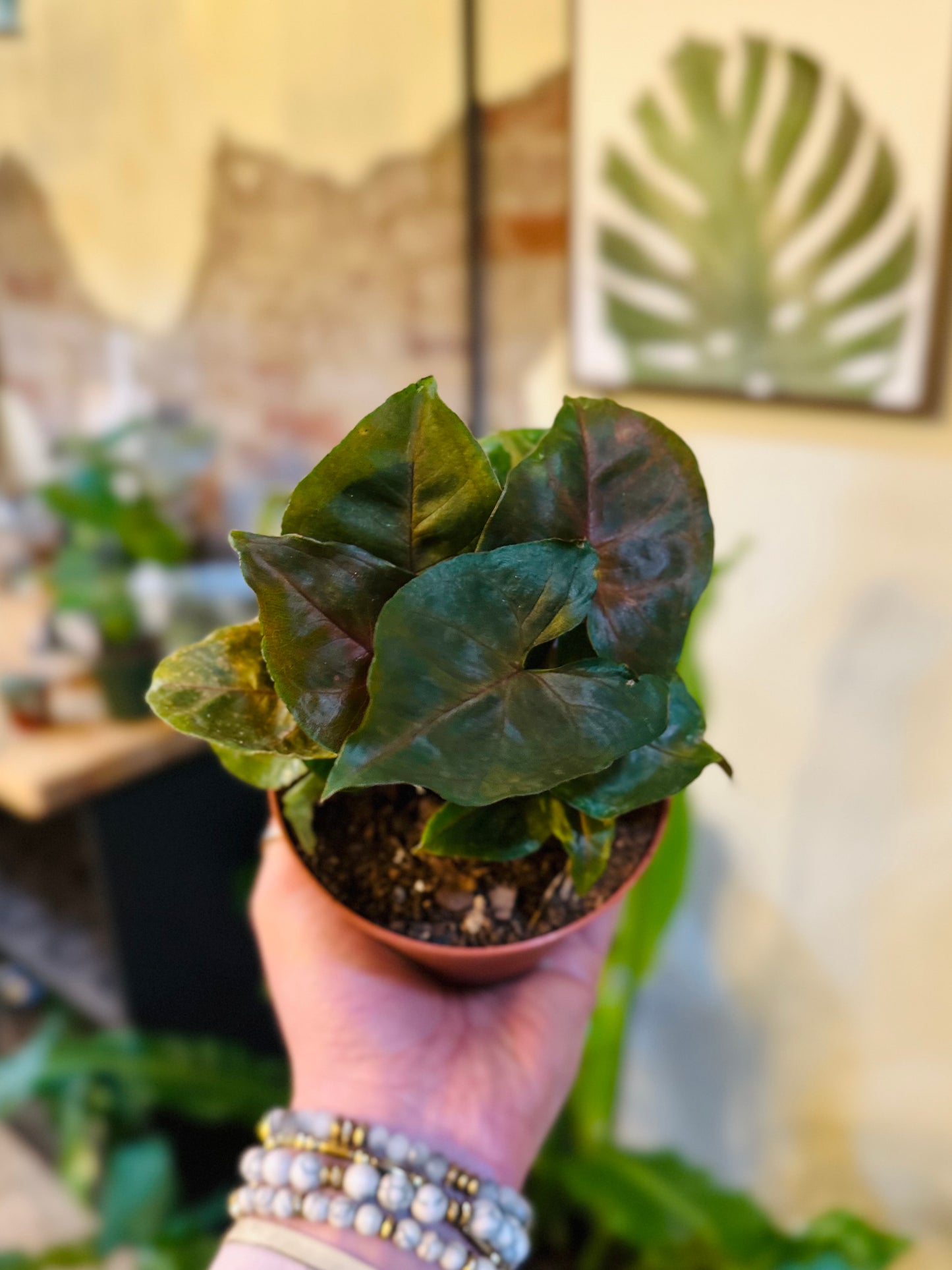 4" Syngonium Maria