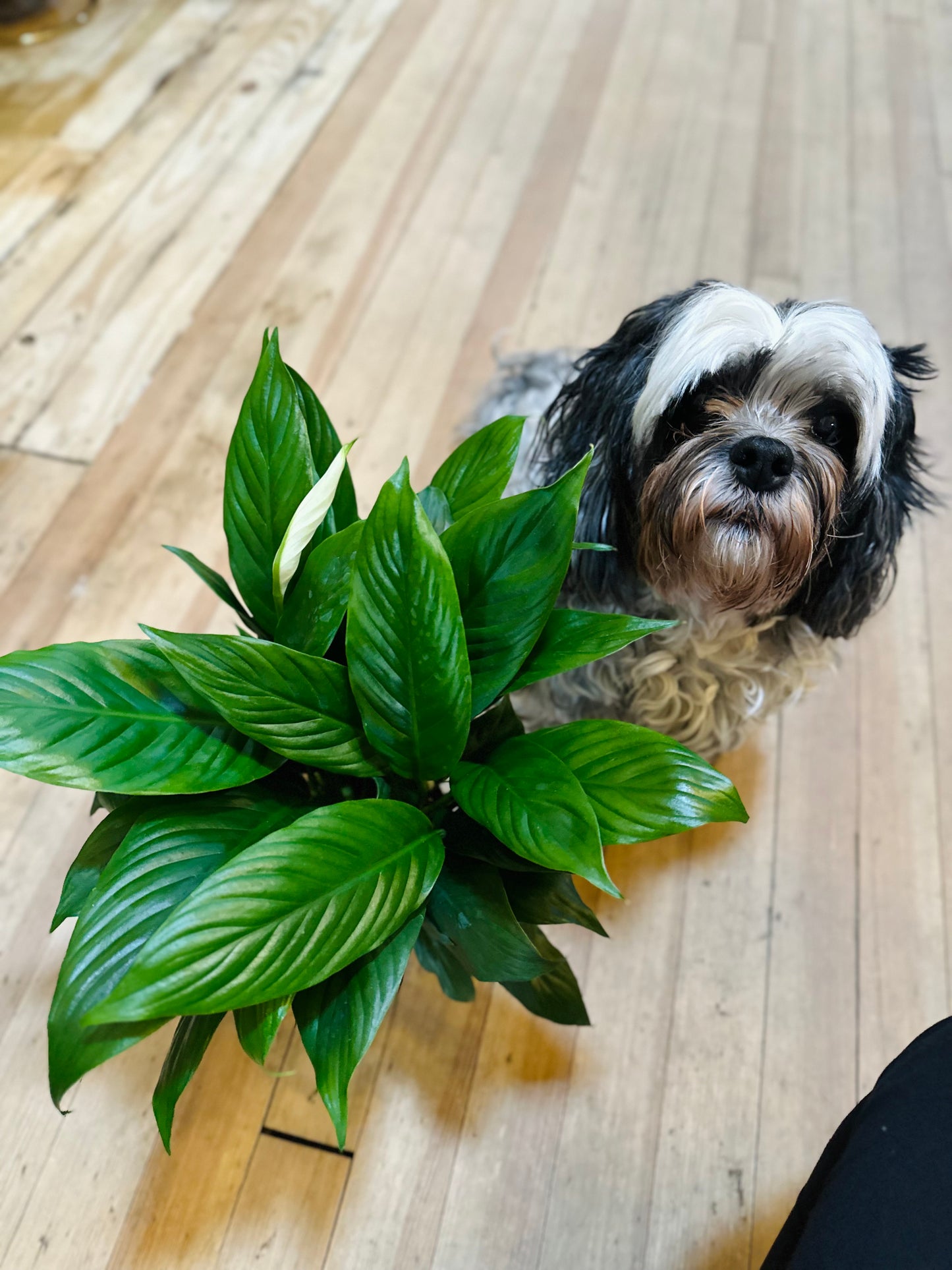 4” Peace Lily