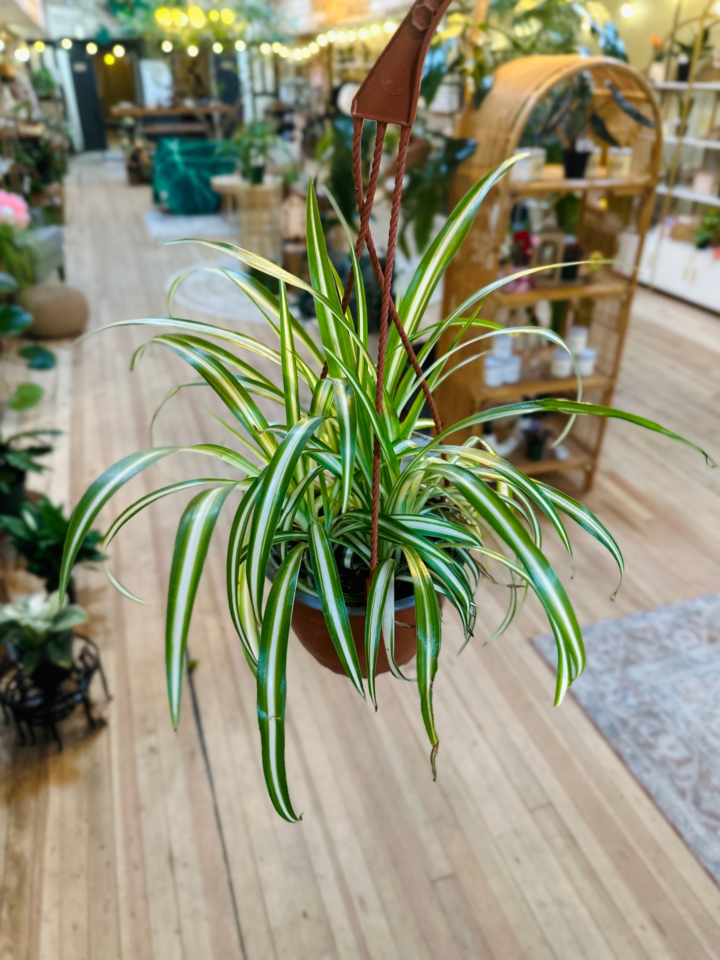 6" Spider Plant Basket