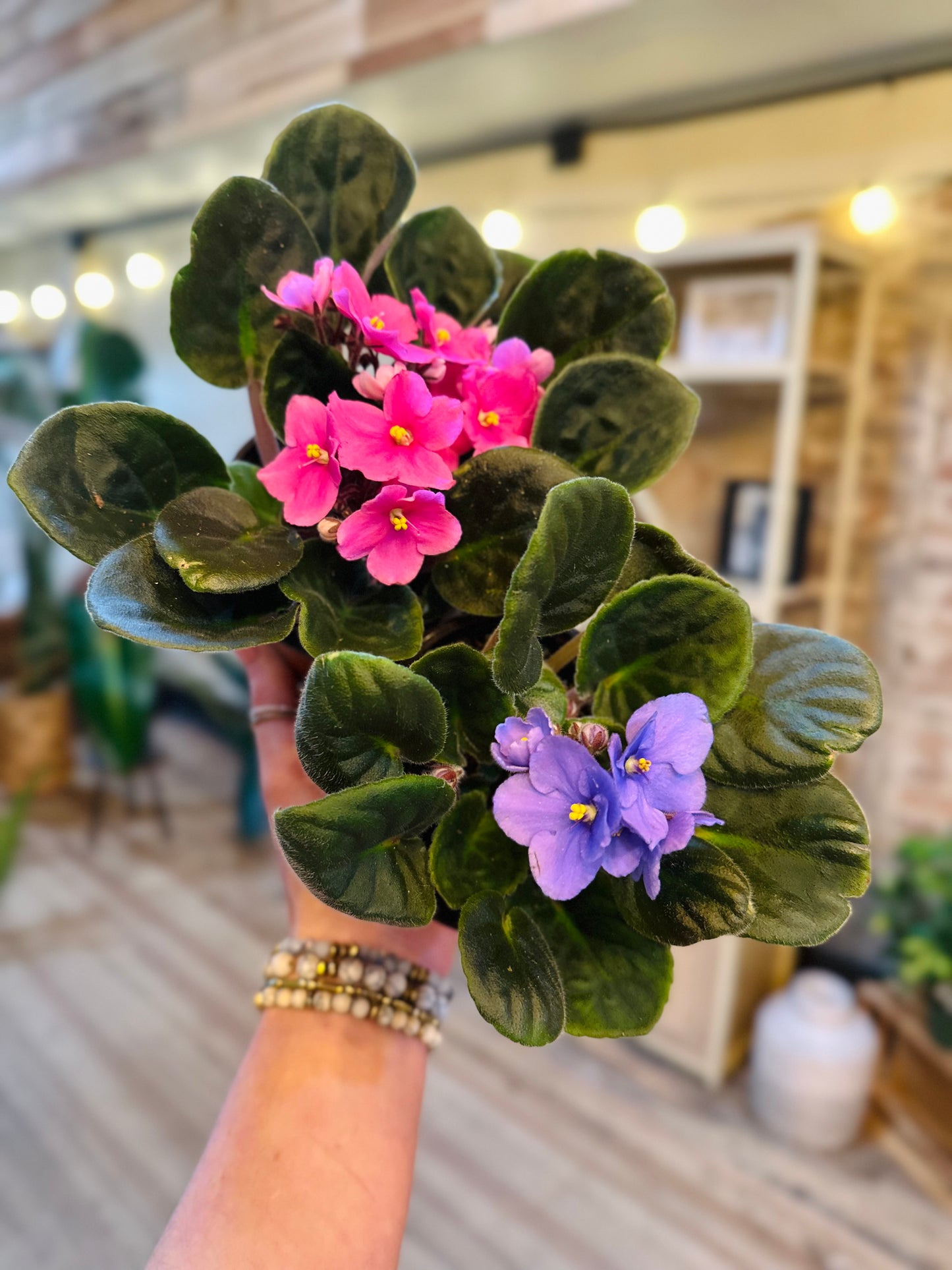 4" African Violet
