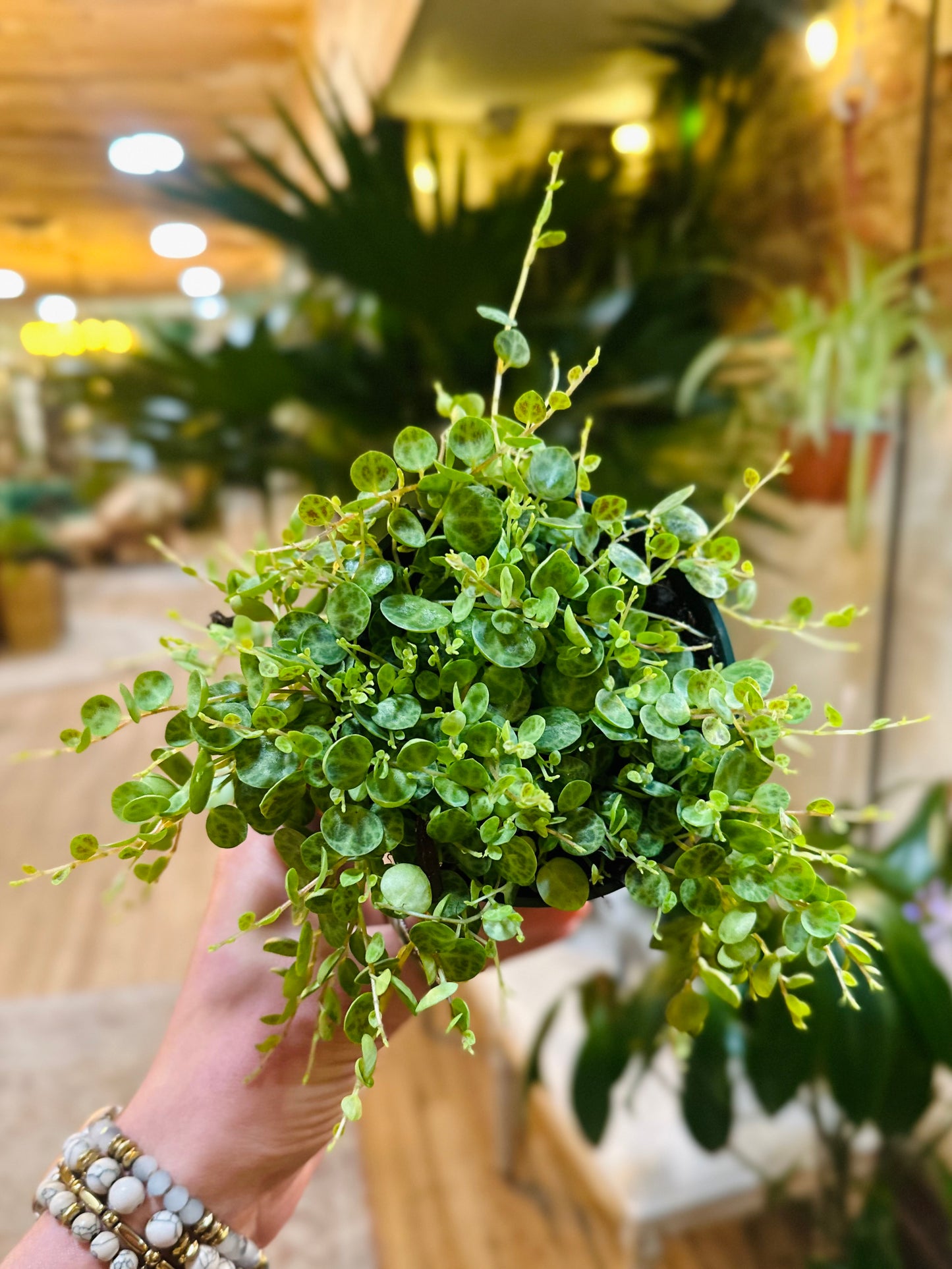 4" String of Turtles