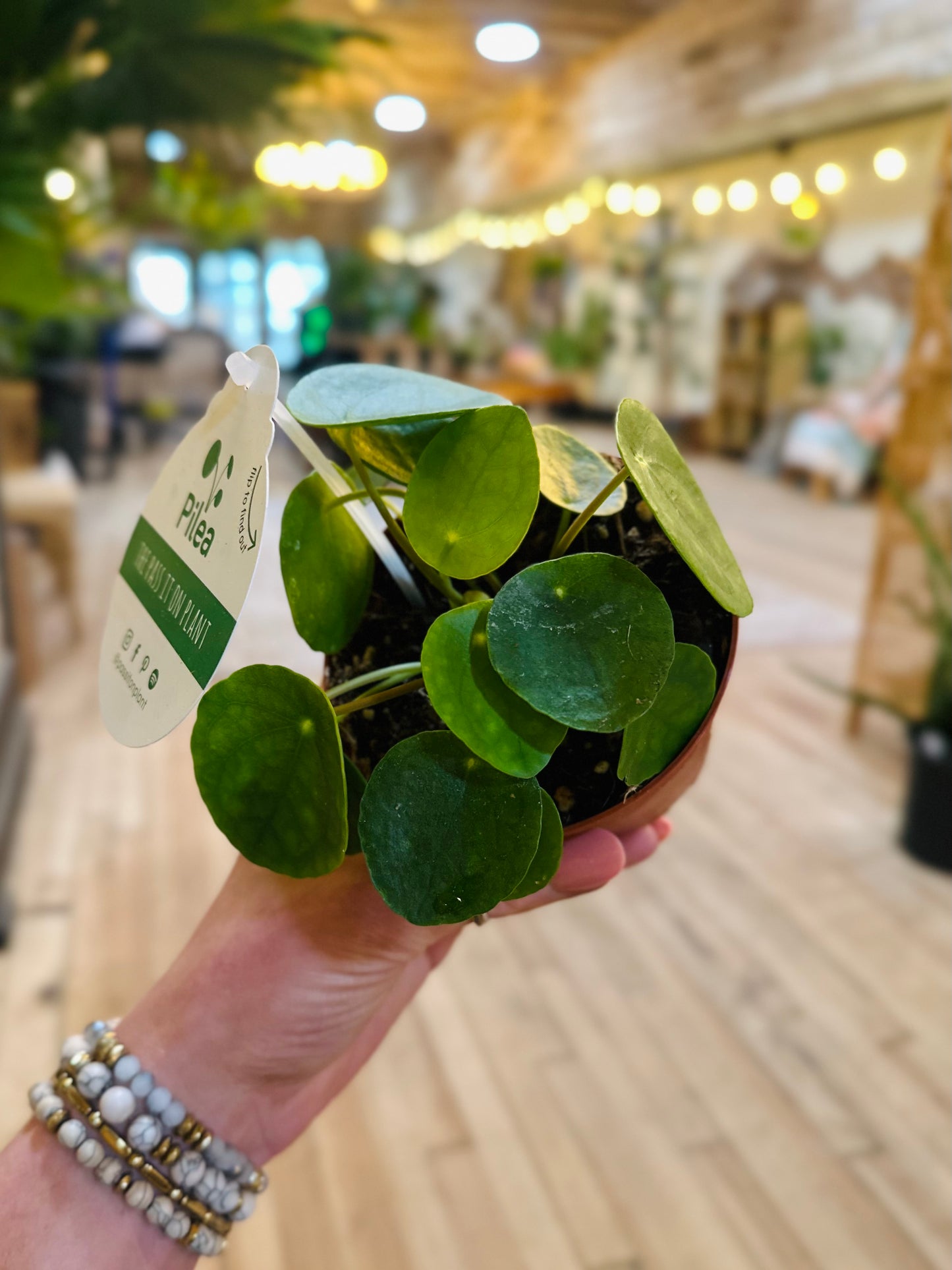 4" Pilea Peperomioides