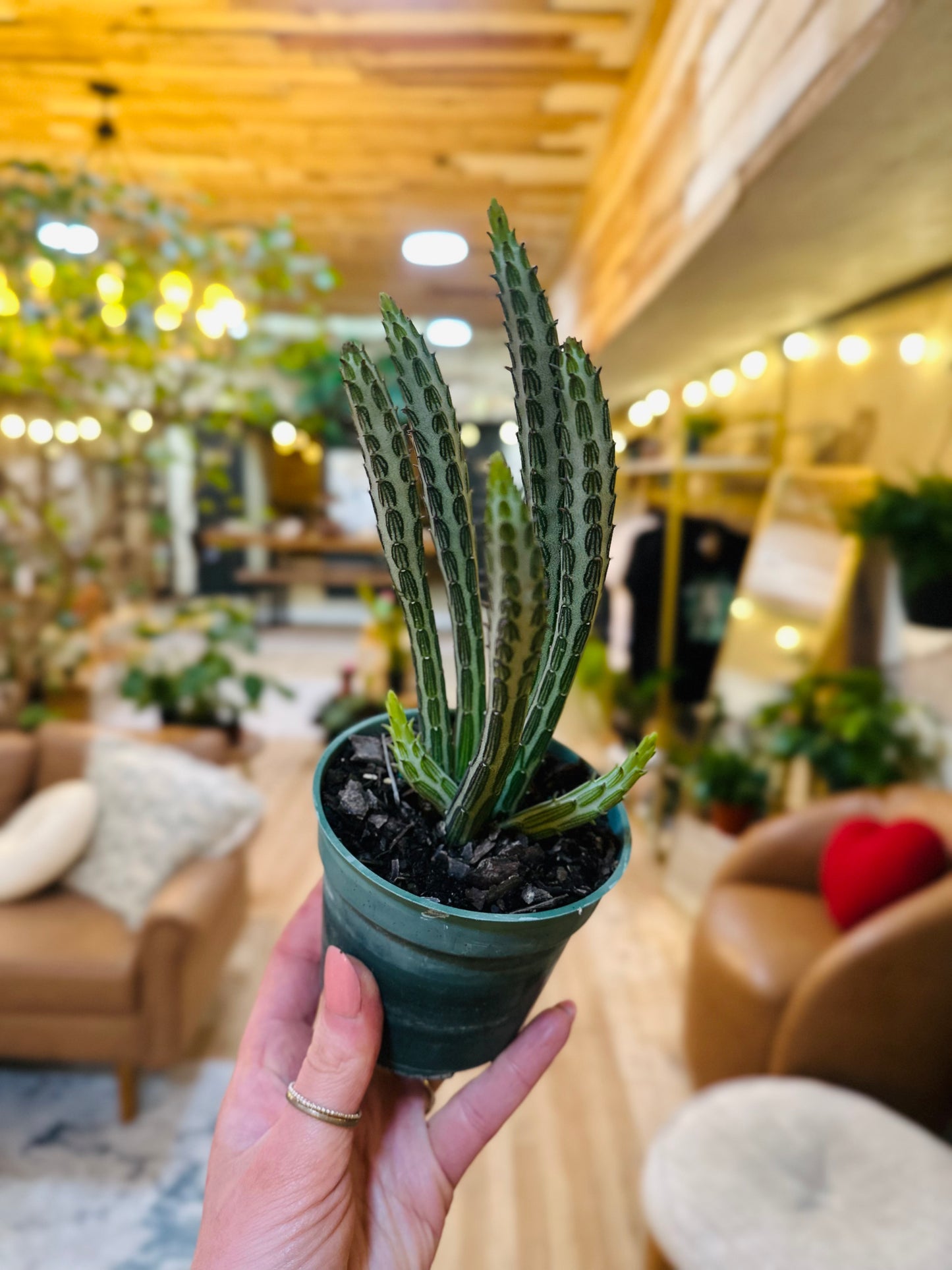 4" Senecio Pickle