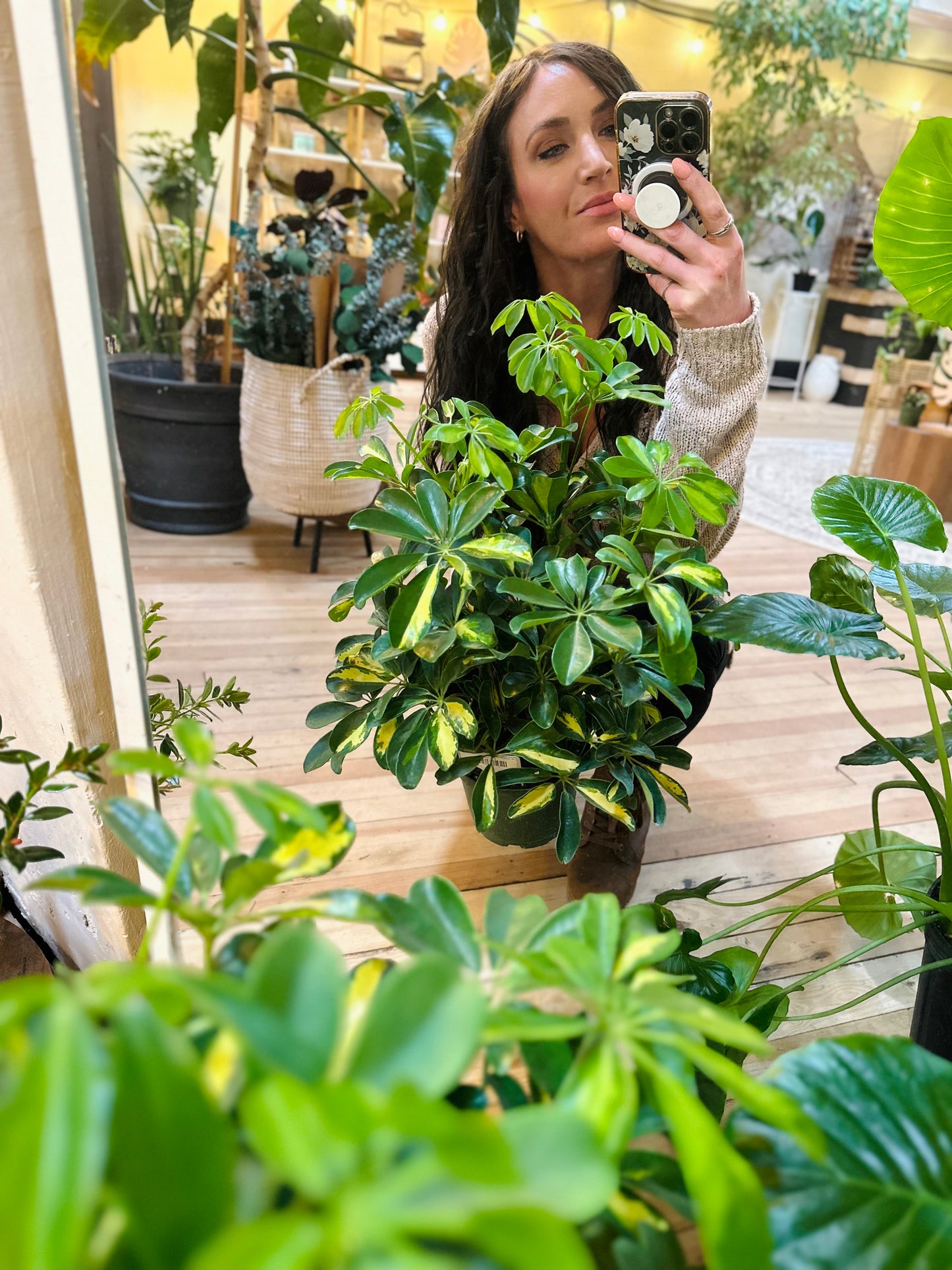 6" Schefflera Arboricola Variegated