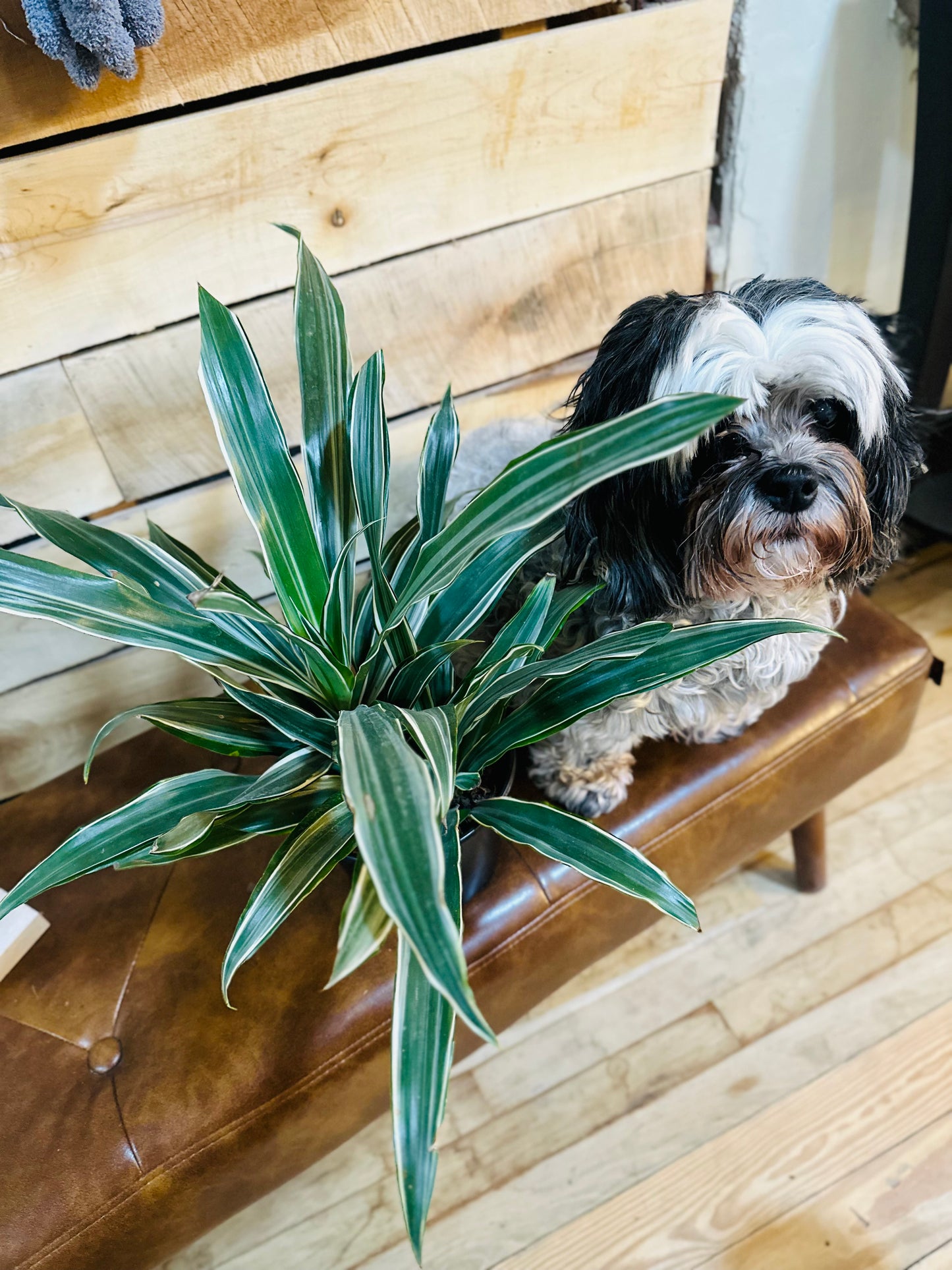 6" Dracaena White Jewel