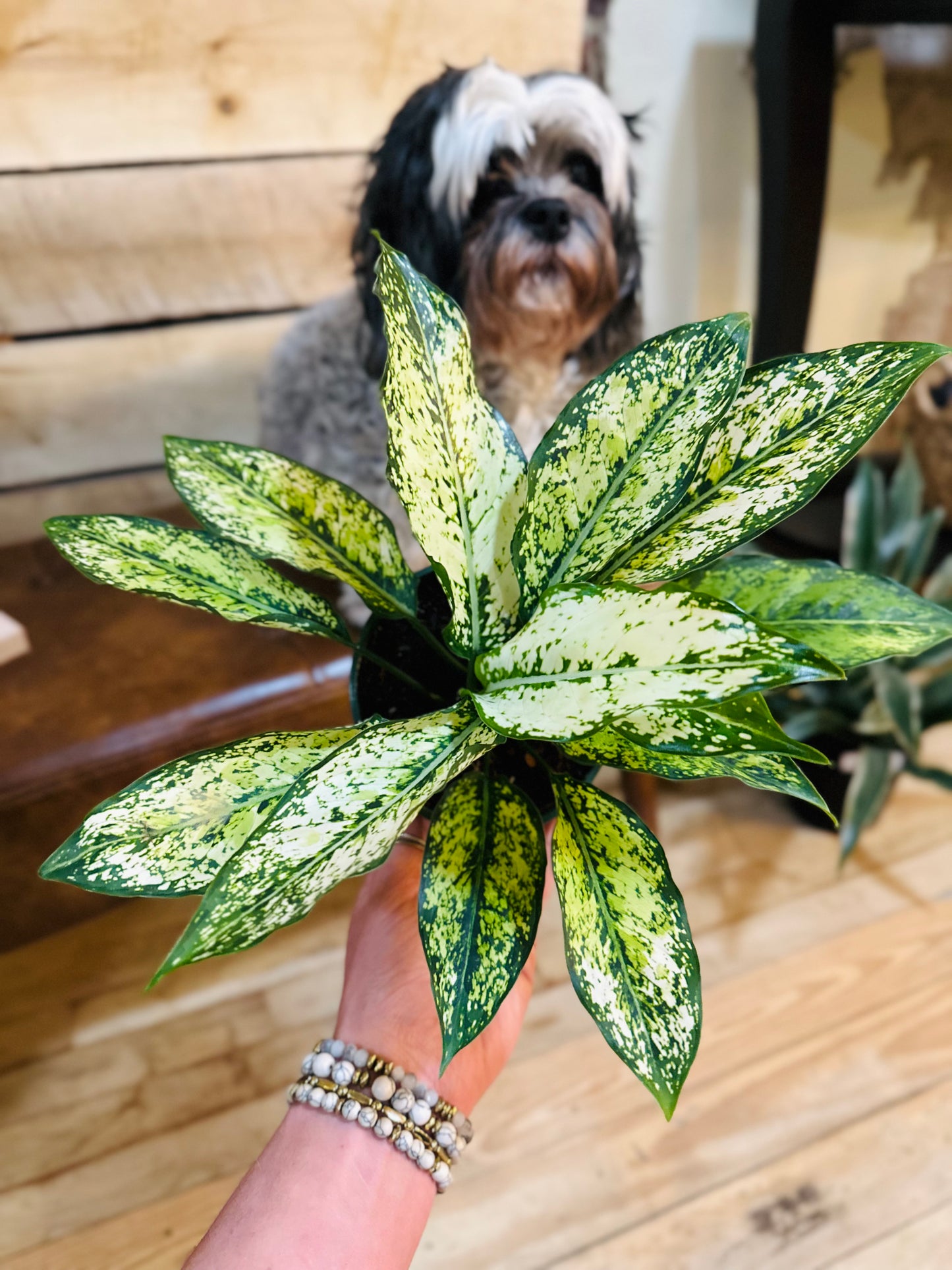 5" Aglaonema Spring Snow