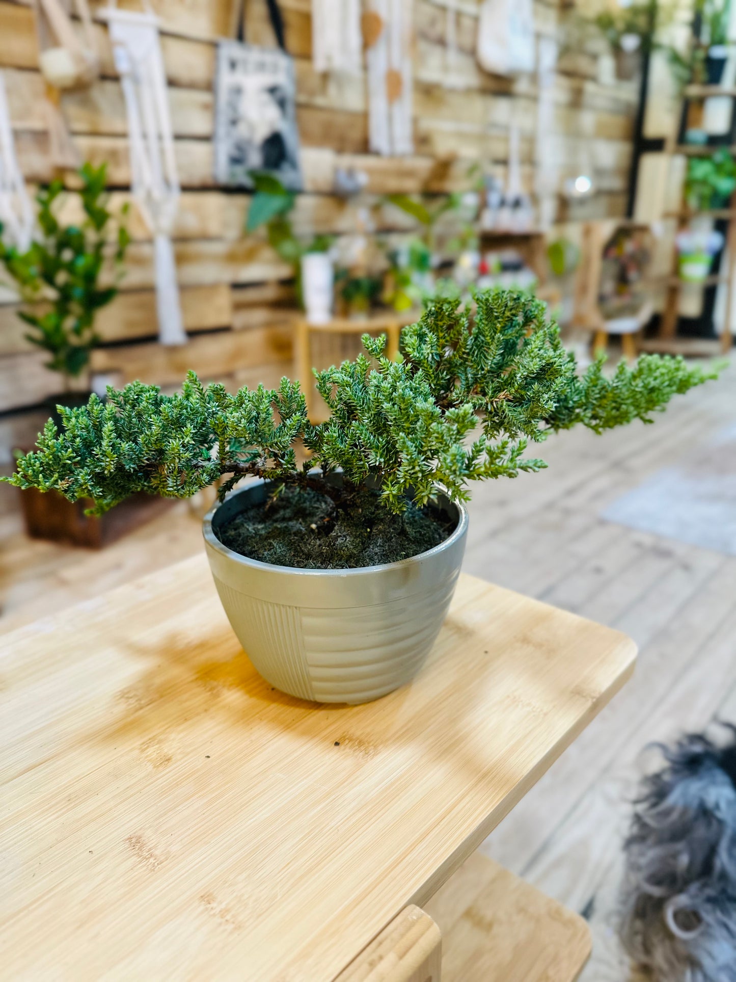 4.5" Juniper Bonsai
