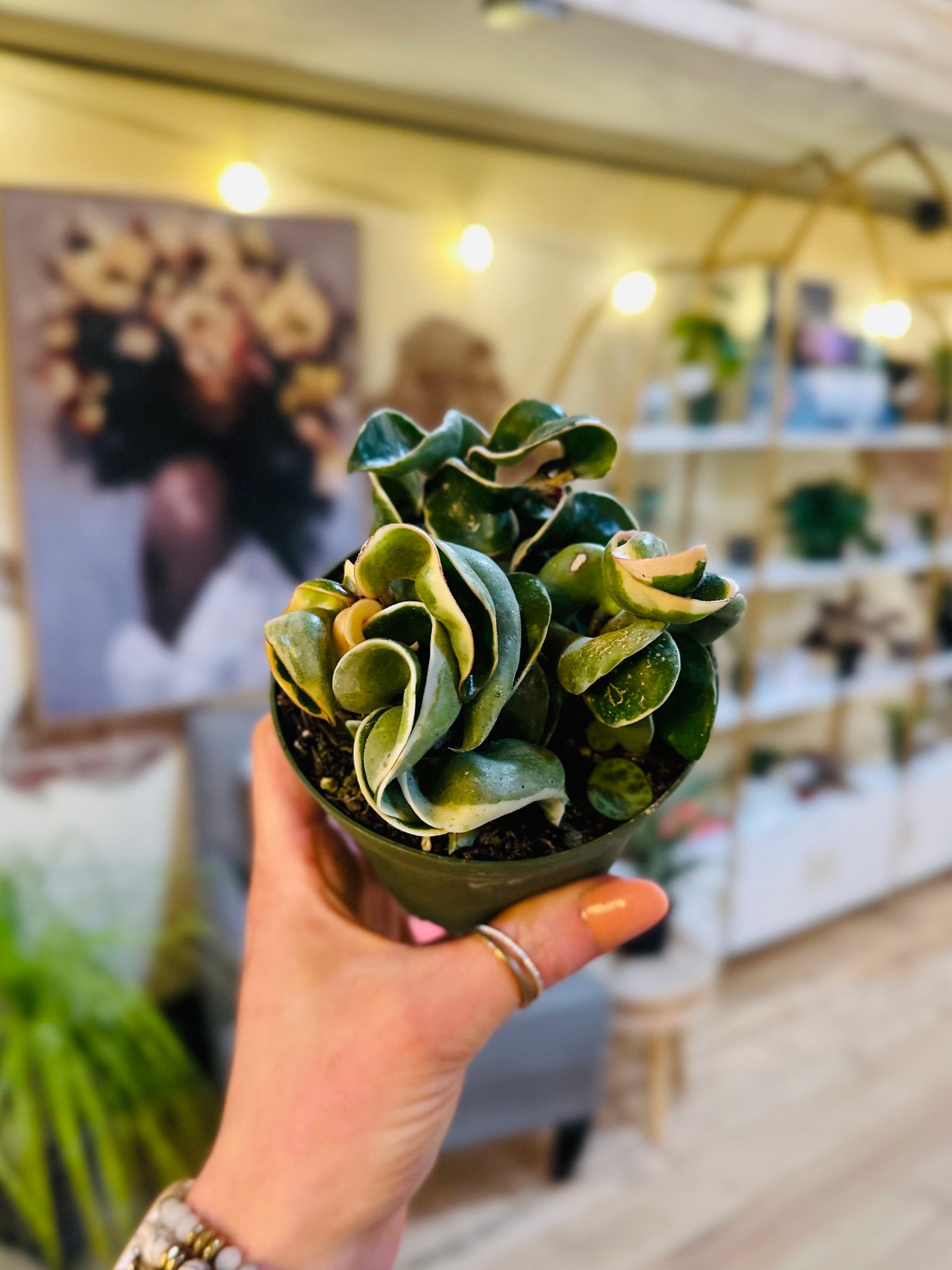 4" Hoya Rope Variegated