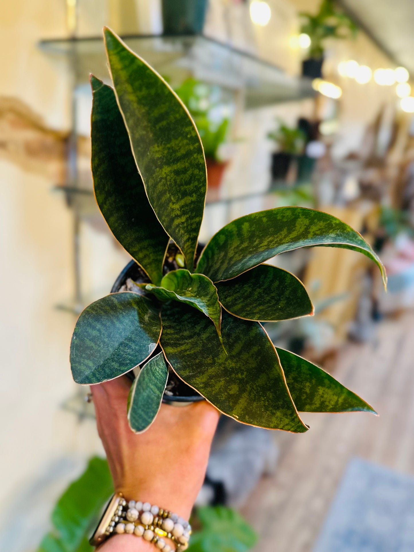 6" Whale Fin Snake Plant