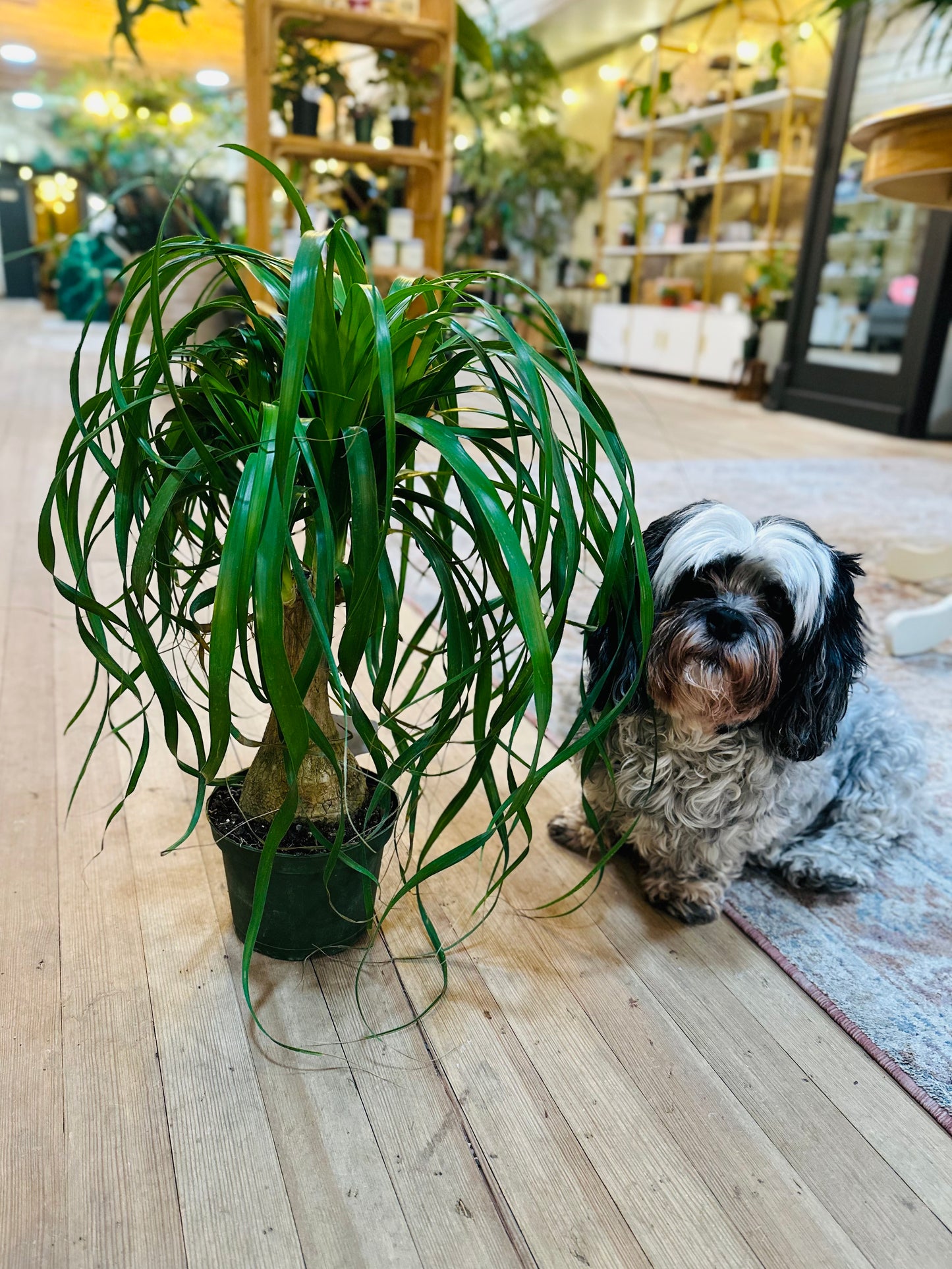 6" Ponytail Palm