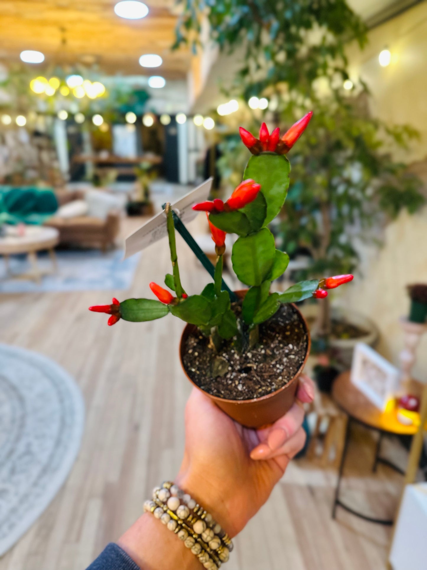 4" Holiday Cactus