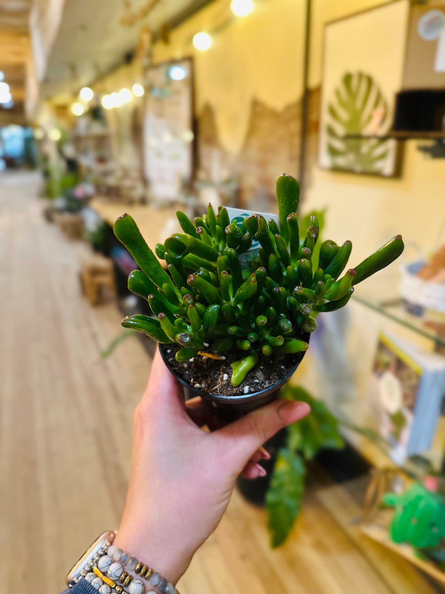 4" Crassula Jade Hobbit