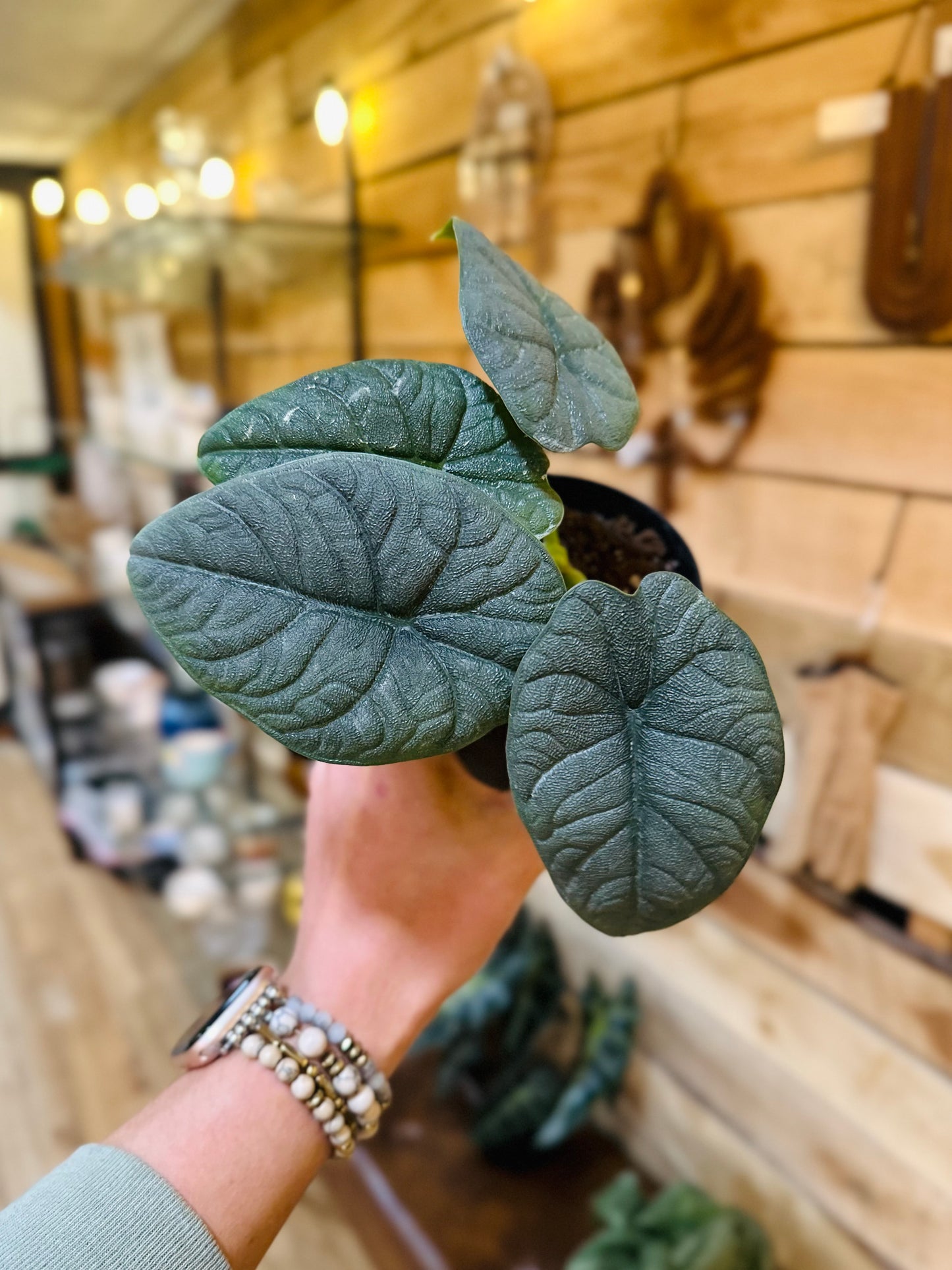 4" Alocasia Melo