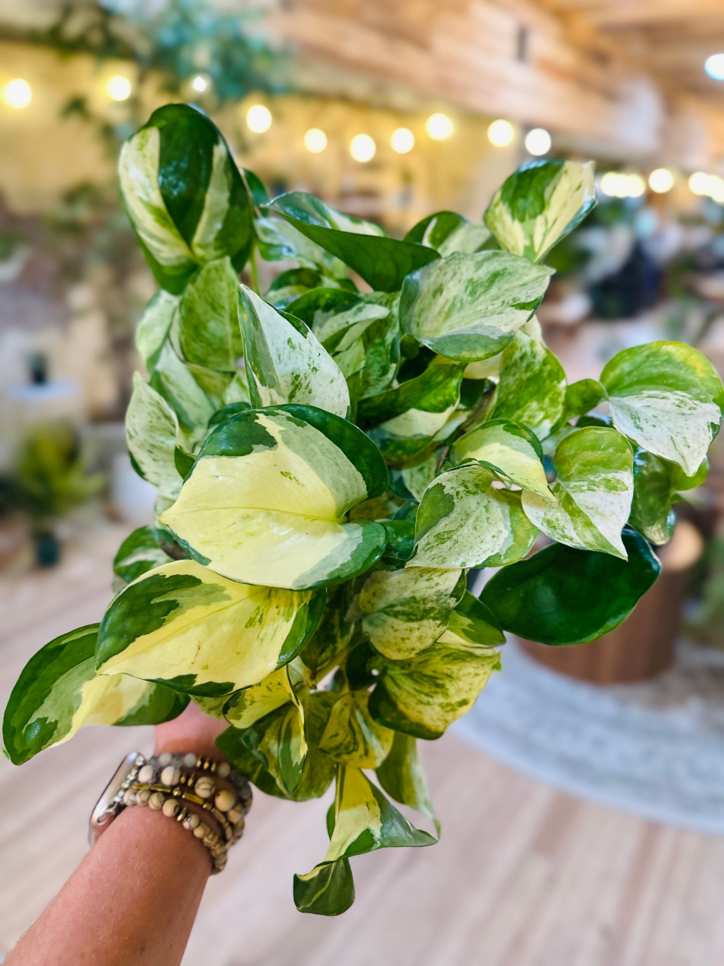 6" Manjula Pothos