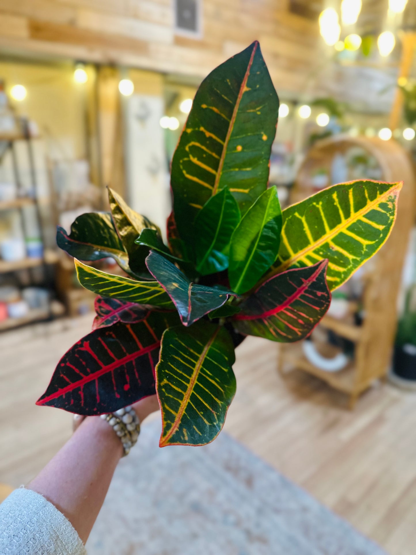 4" Croton Petra