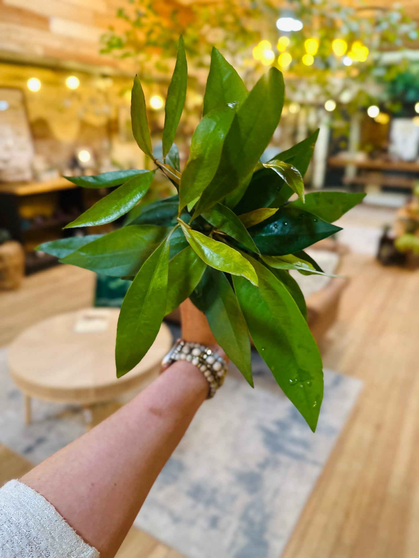 4" Ardisia