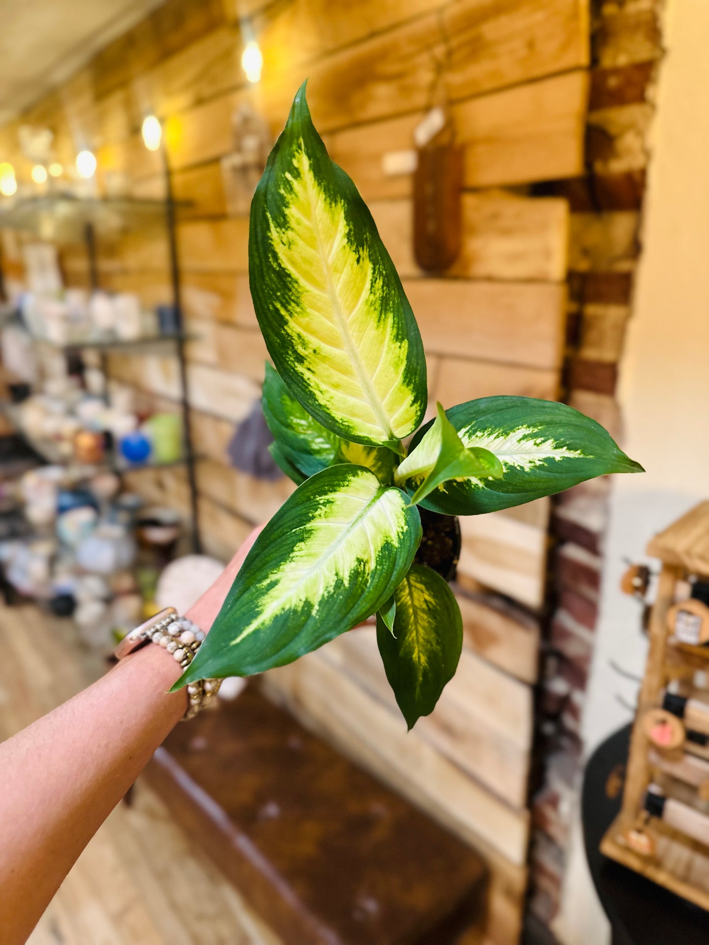 4" Dieffenbachia Marianne
