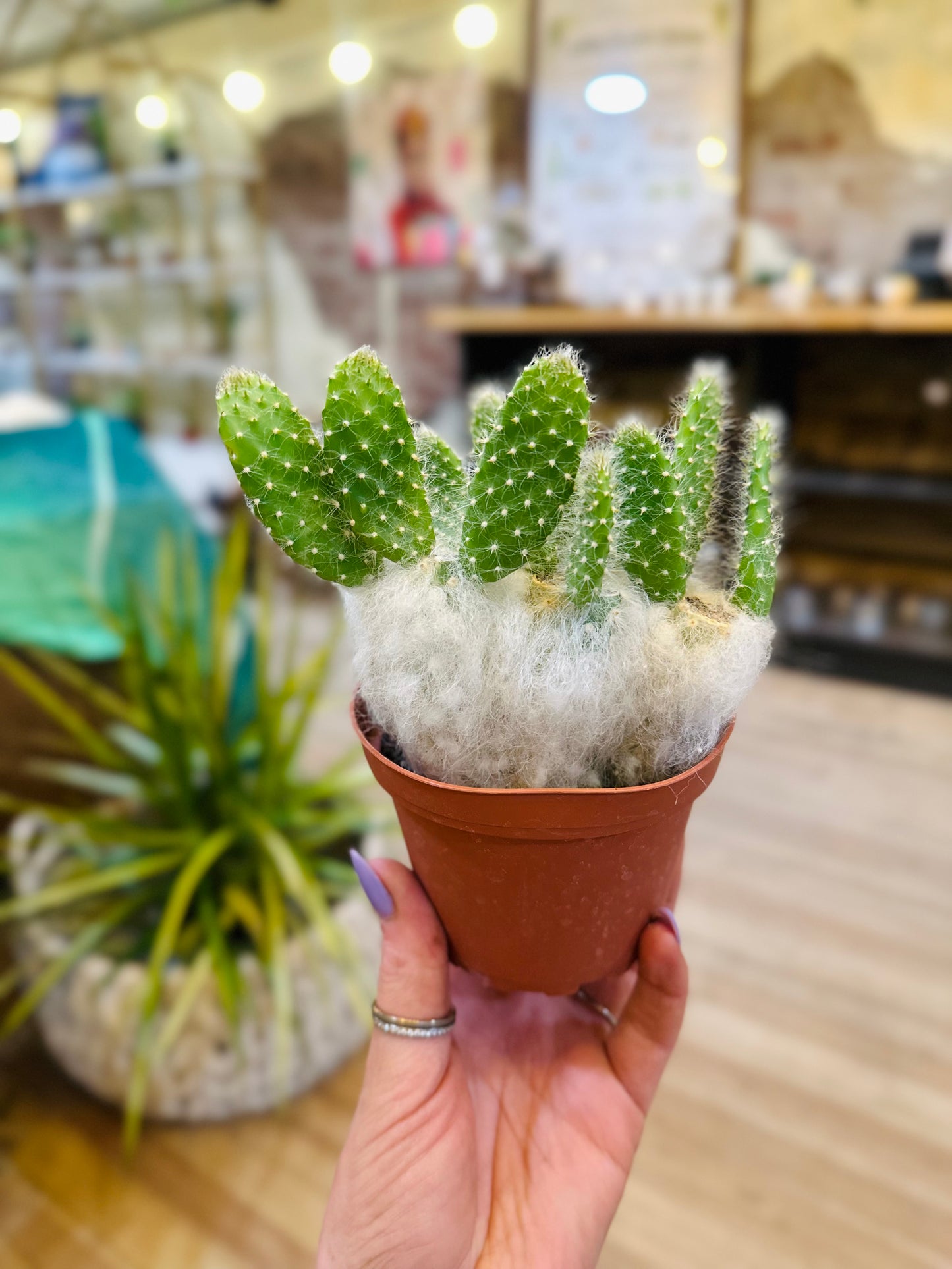 4" Snow Prickly Pear