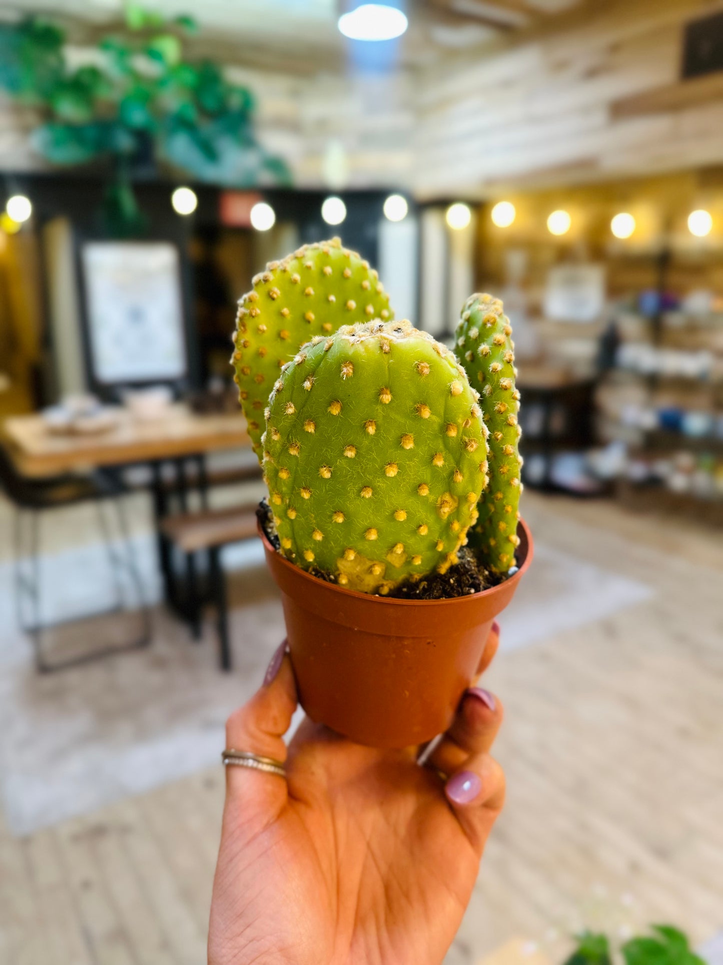 4" Golden Bunny Ears