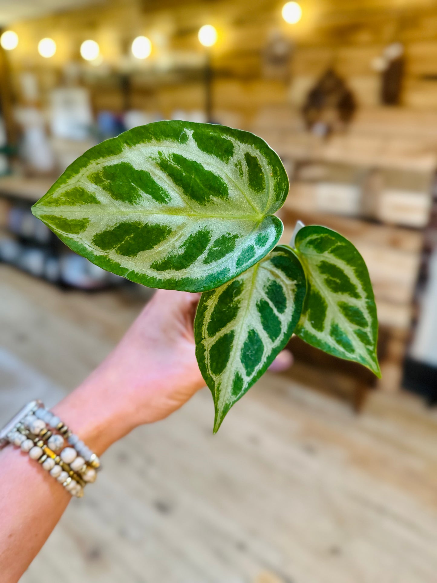 2" Anthurium Silver Blush