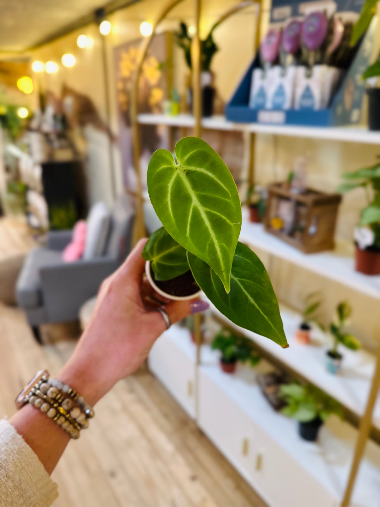 3.5" Anthurium Magnificum