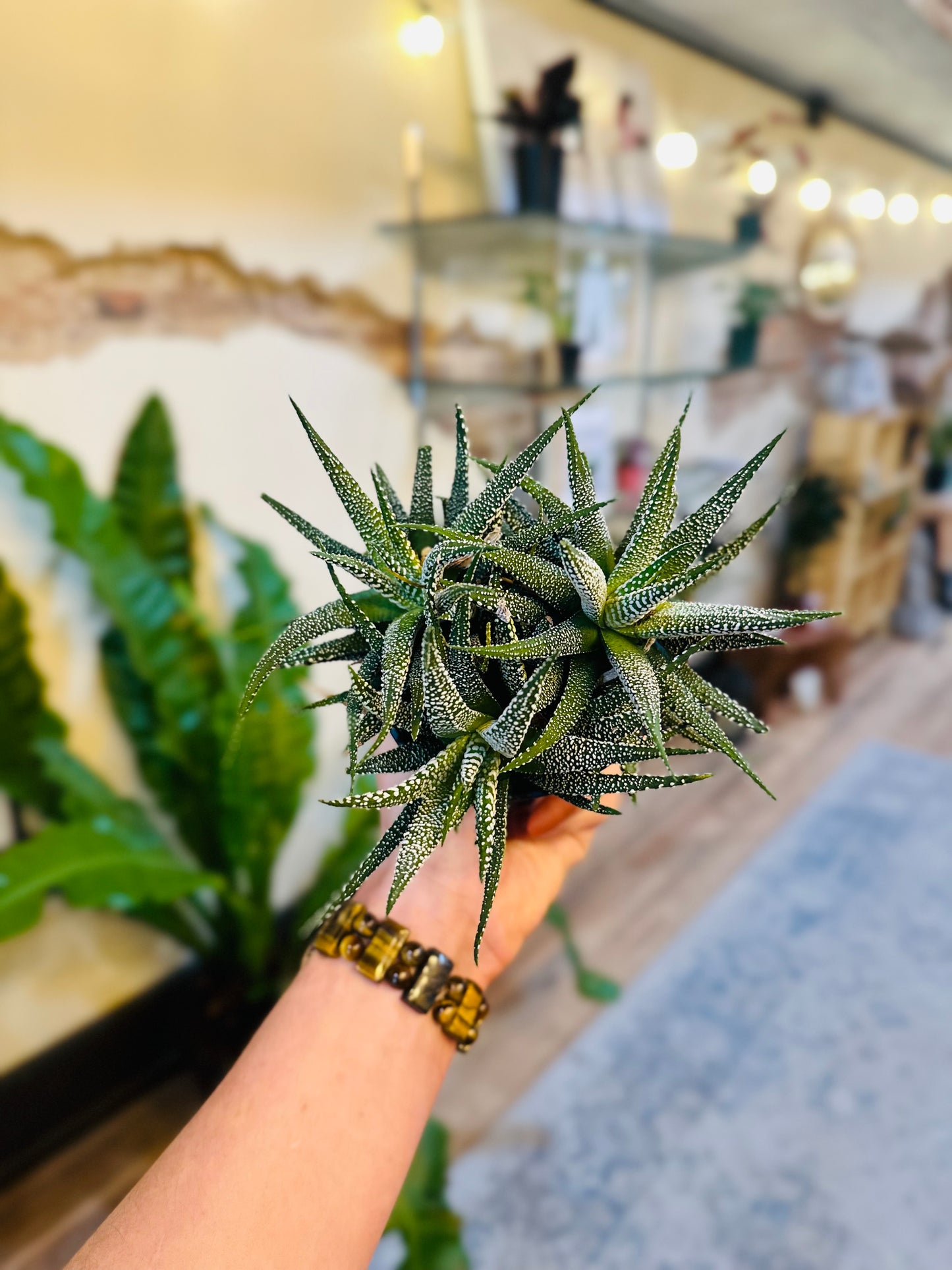 4" Haworthia Zebrina