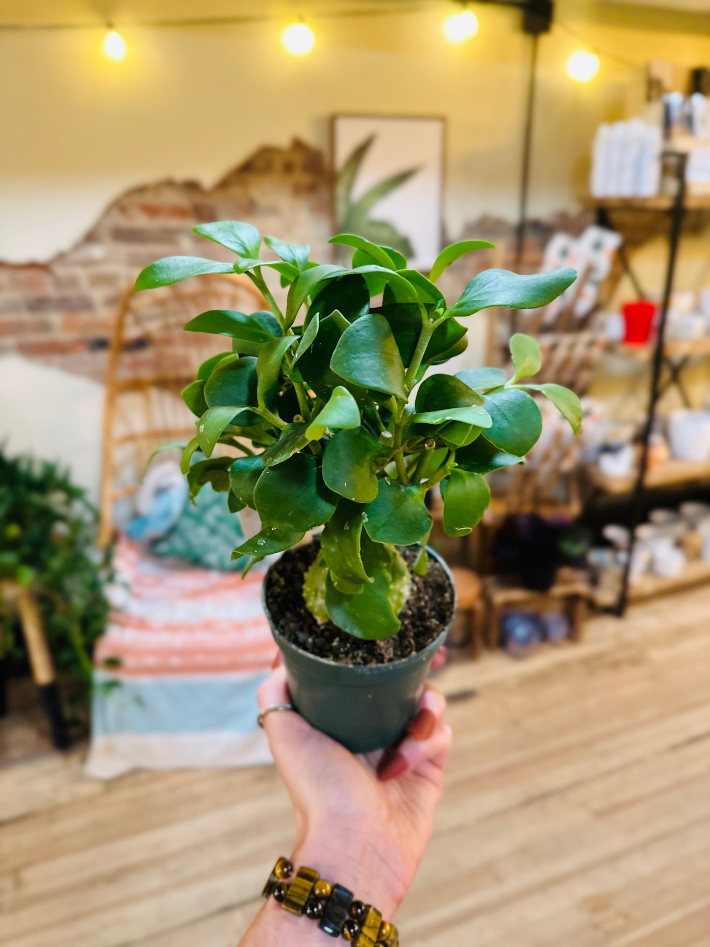 4" Ant Plant