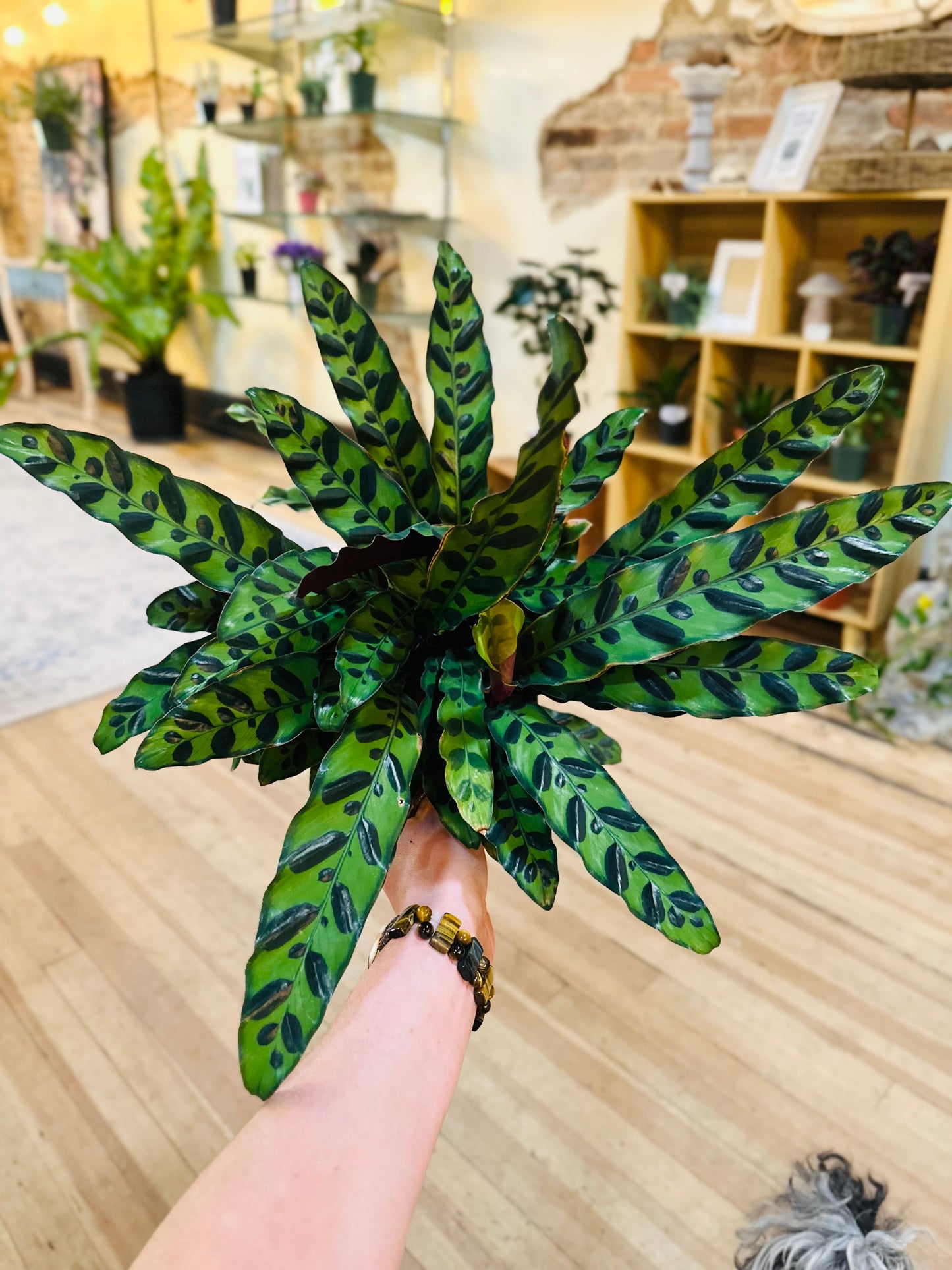 6" Calathea Rattlesnake
