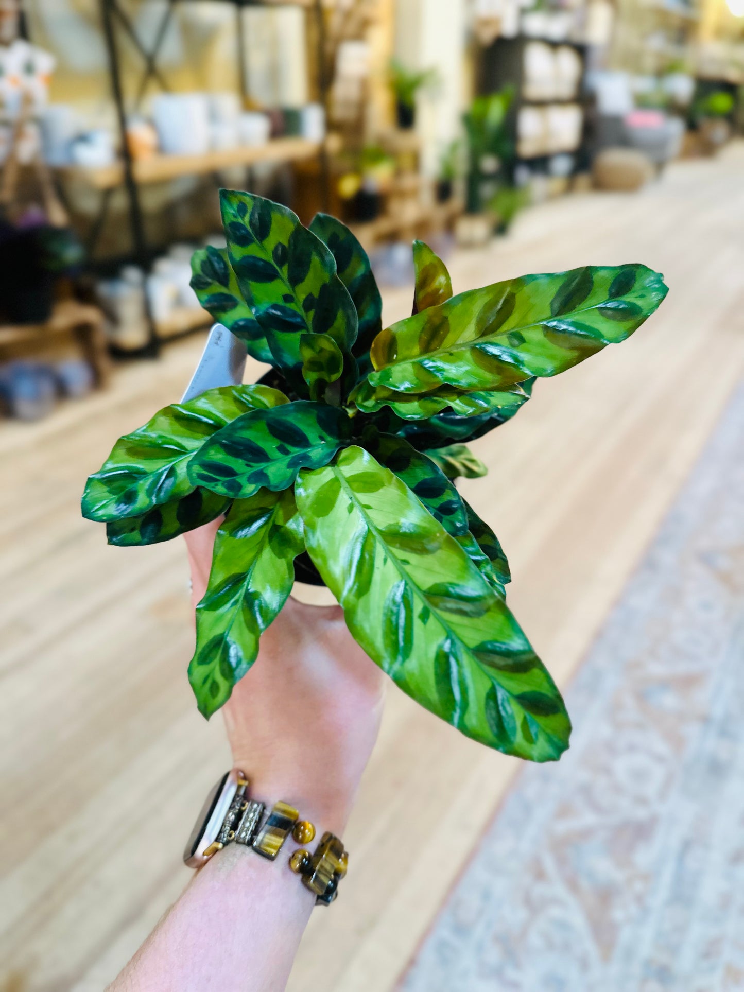 4" Calathea Rattlesnake