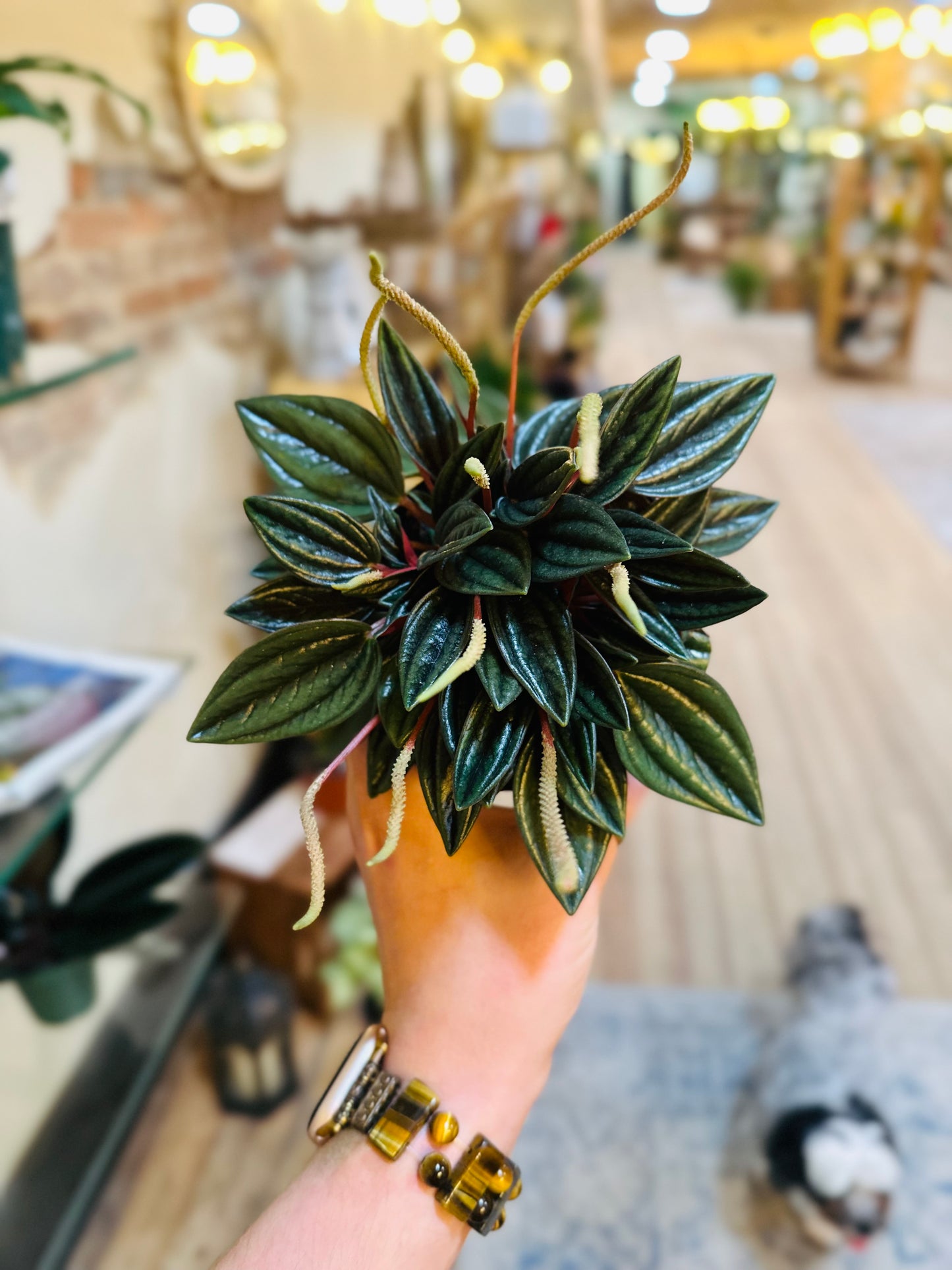 4" Peperomia Rosso