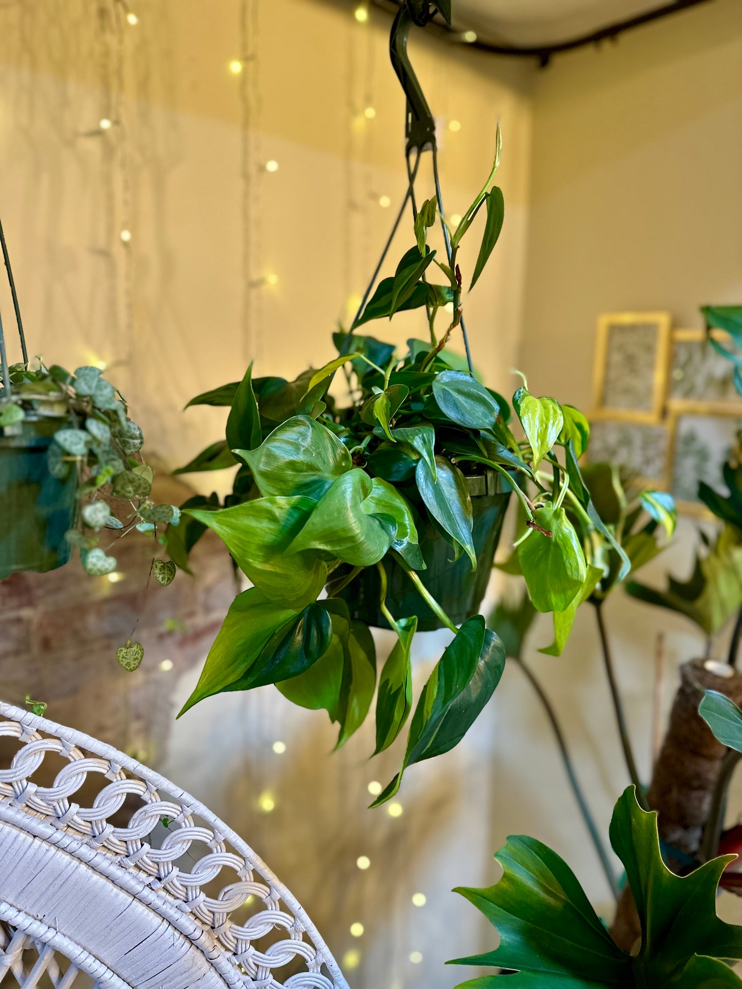 8" Philodendron Brazil Basket