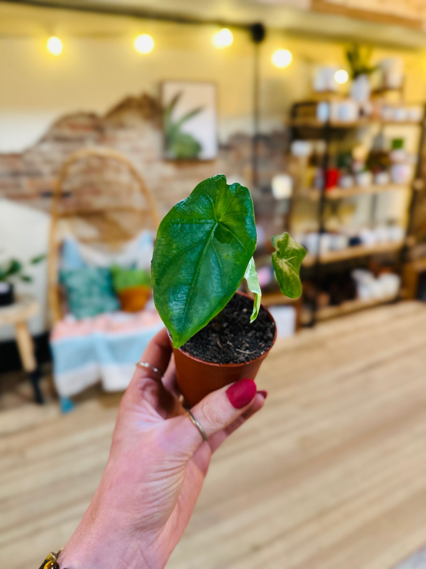 4" Alocasia Corazon