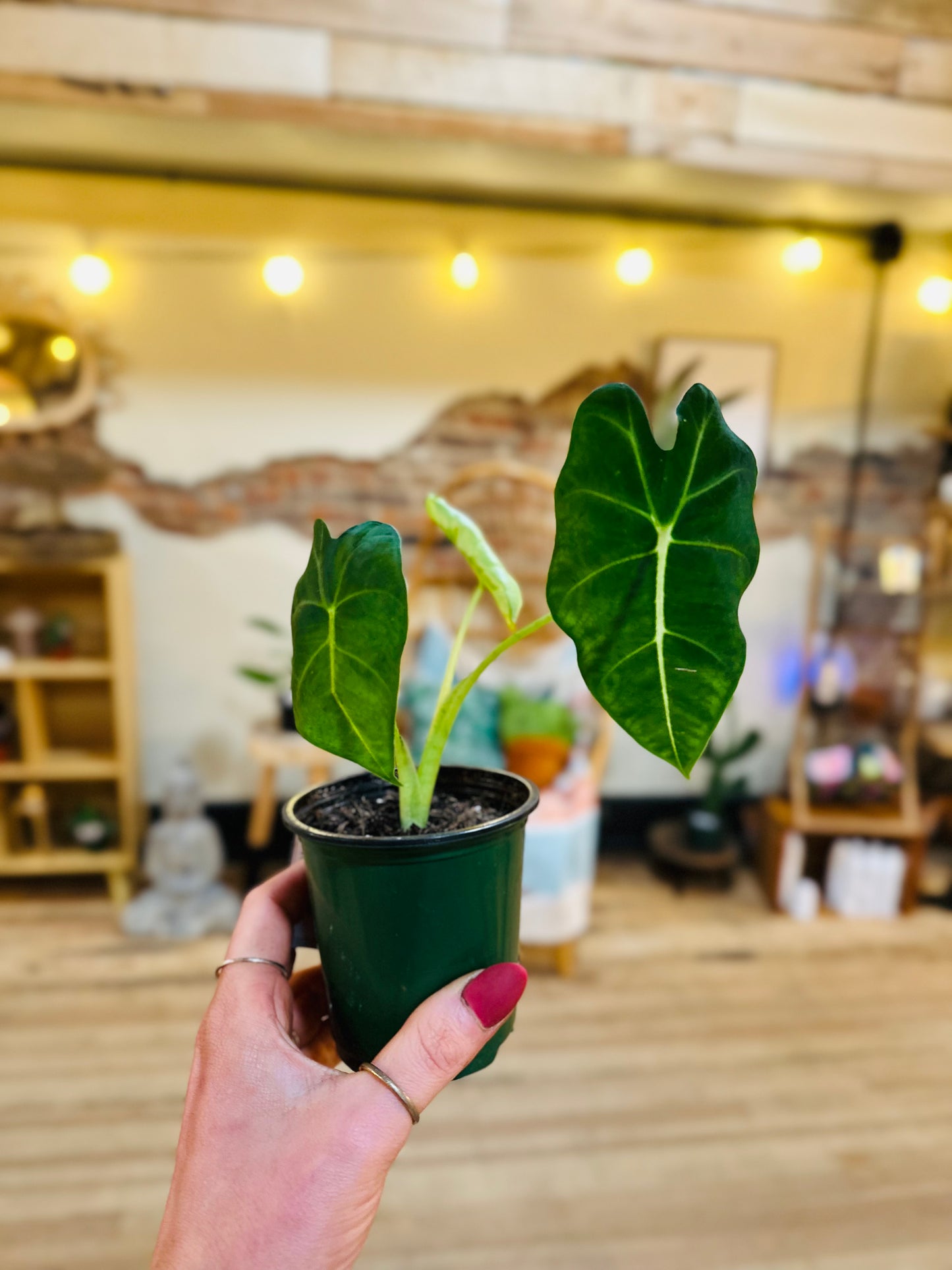 3.5" Alocasia Velvet Elvis