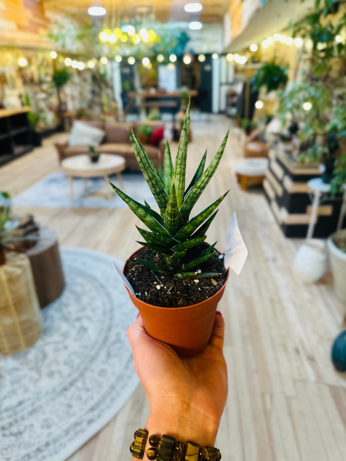 4" Francissi Snake Plant