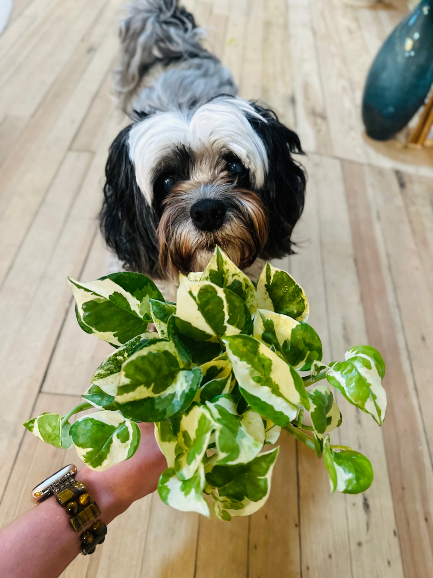 4" Pearls & Jade Pothos