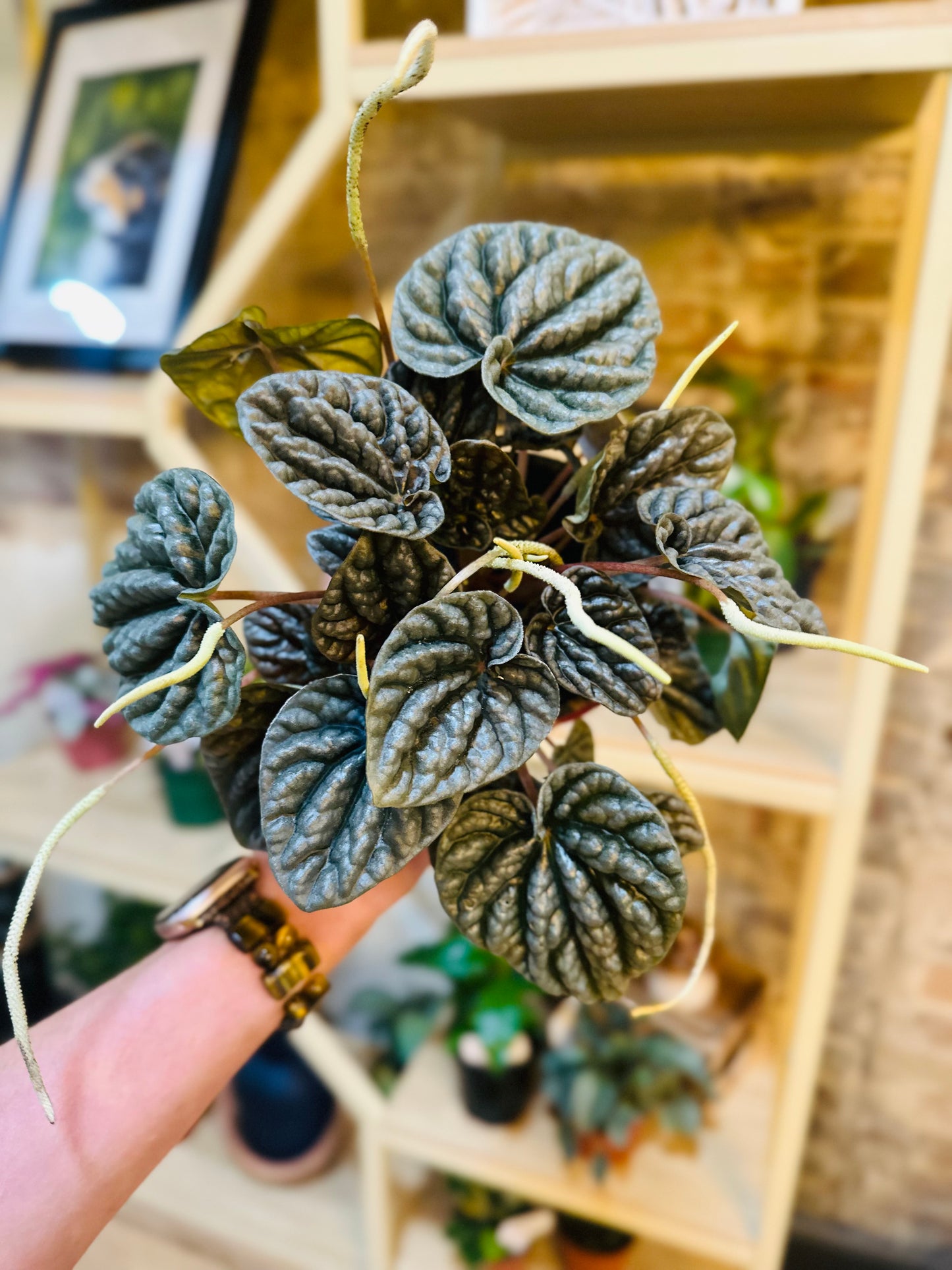 4" Peperomia Grey Ripple