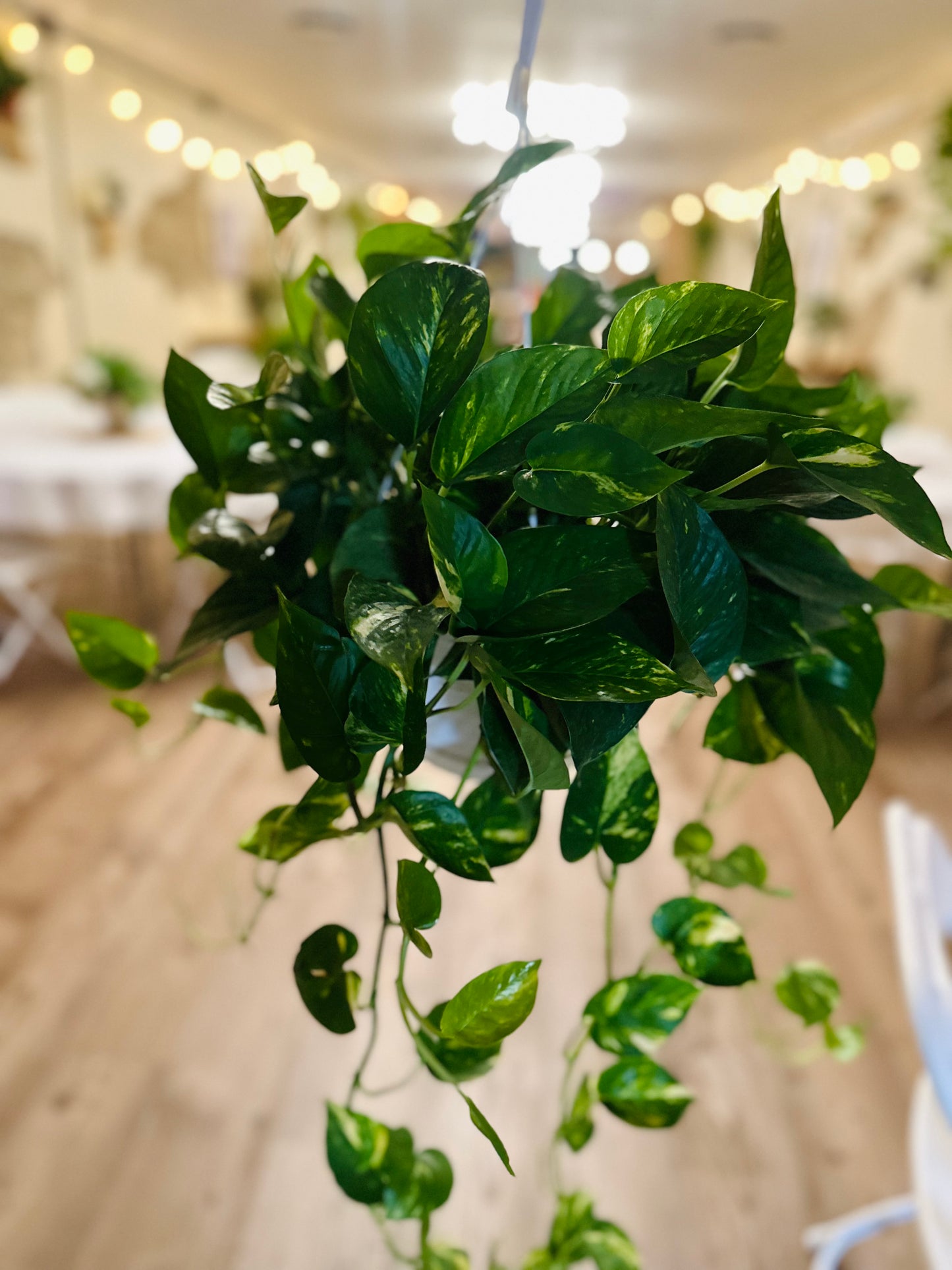 8" Golden Pothos Basket