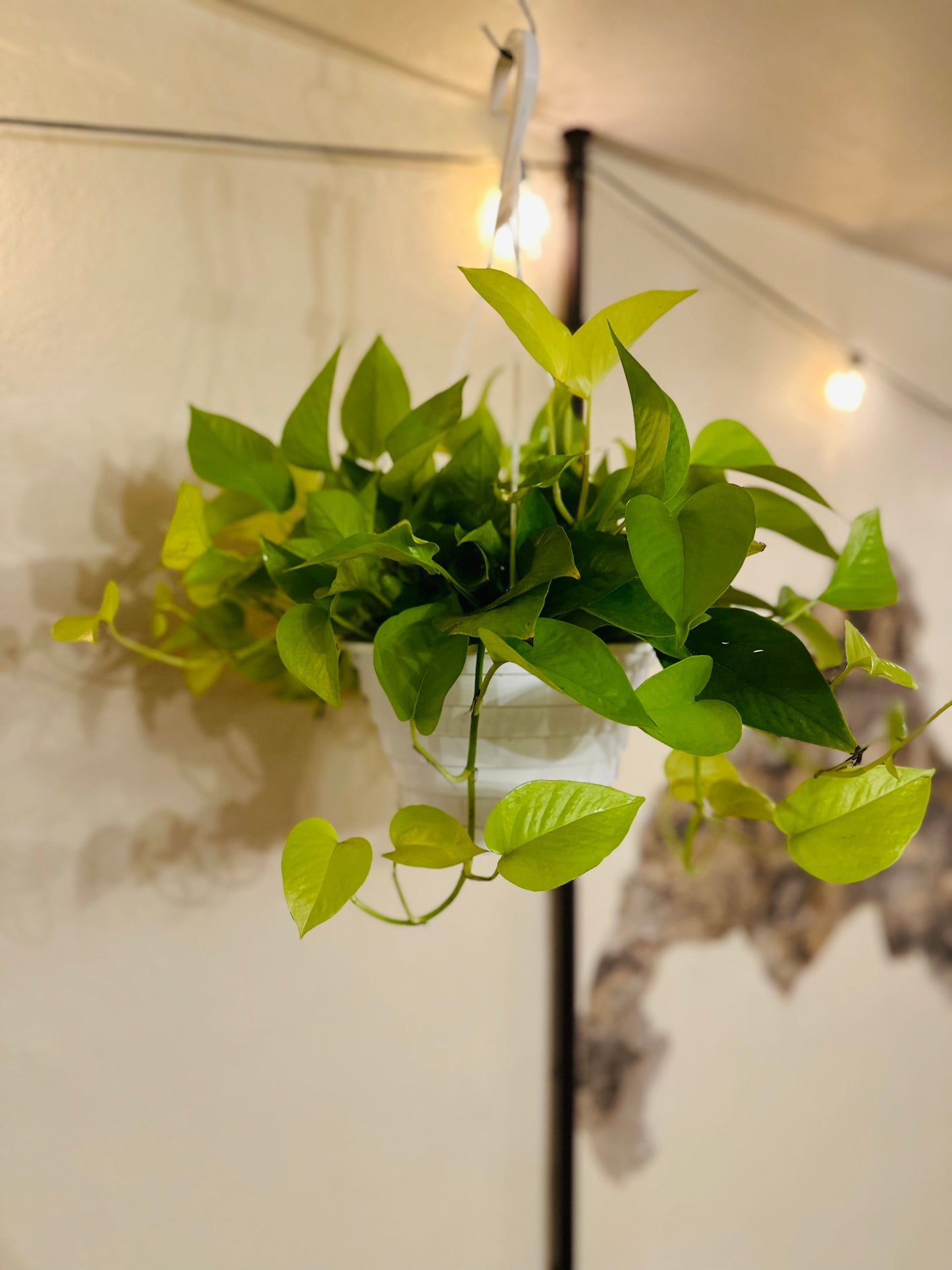 8" Neon Pothos Basket