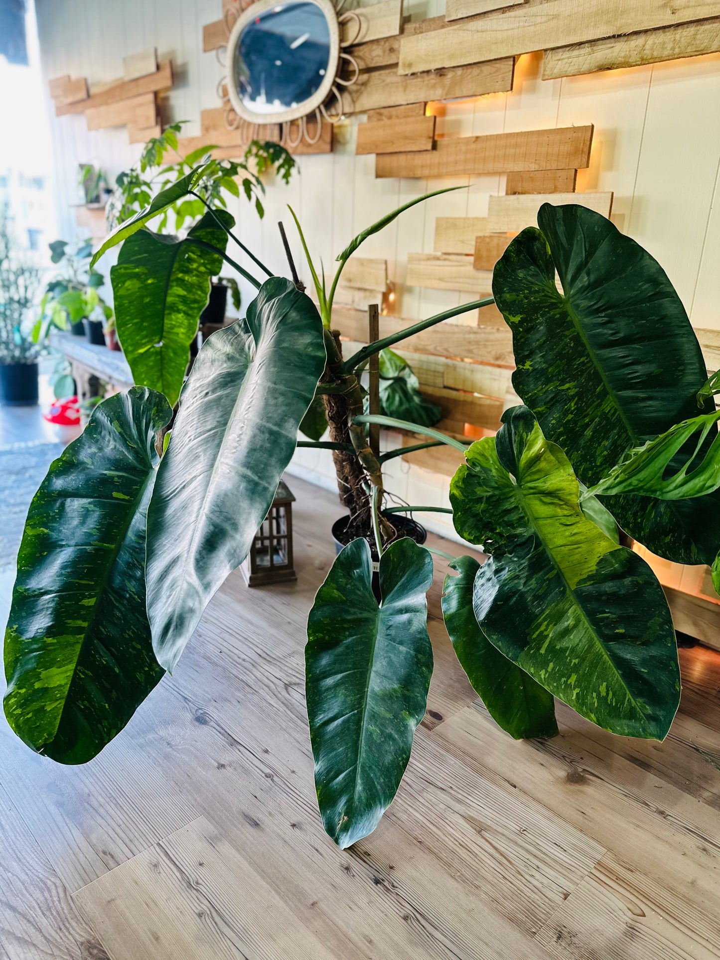 10" Philodendron 'Jose Buono'