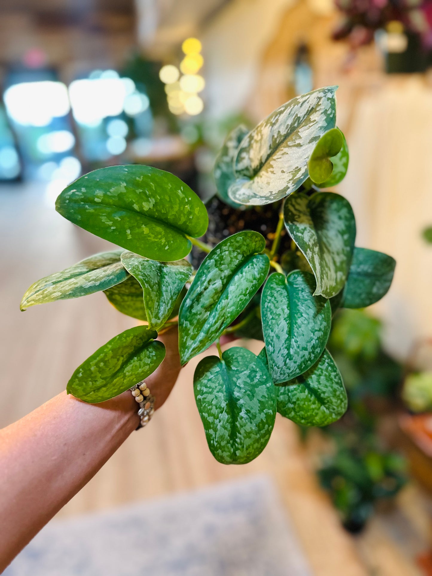 6" Scindapsus Silver Satin